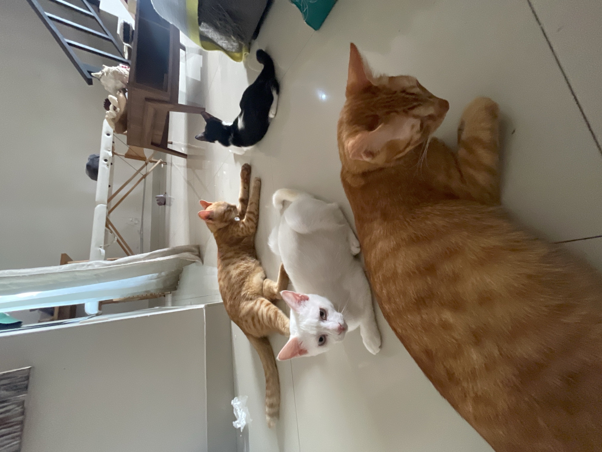 The image shows four cats lying on a tiled floor. One cat is black and white. Two cats are orange. One cat is white. The location is Denpasar, Indonesia.