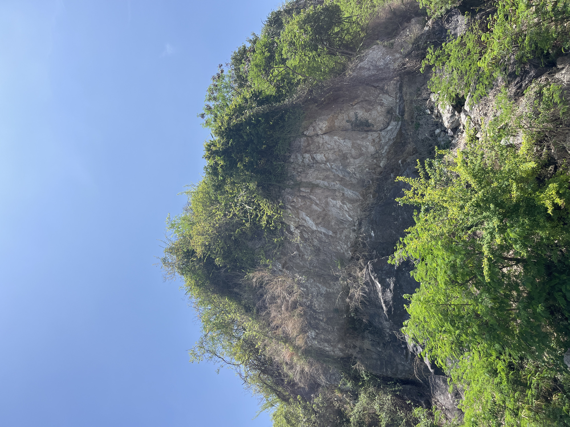 The image presents a natural landscape depicting a steep, vegetated rocky cliff face under a clear blue sky in Bac Nha Trang Ward, Vietnam. The upper portion of the frame shows a vast expanse of bright, cloudless blue sky. The central and lower sections are dominated by a rugged rock formation, exhibiting varied coloration from lighter greyish-white in the exposed upper-middle areas to darker grey and black tones in the lower and shadowed crevices. The cliff face is extensively covered with diverse vegetation, including dense green trees and shrubs, particularly along the top and slopes. Interspersed among the green foliage, particularly on the left side of the exposed rock, are distinct patches of dry, light-brown grassy vegetation. The immediate foreground also features a dense canopy of vibrant green leaves, likely from trees or bushes at the base of the cliff. The scene is brightly illuminated by natural daylight. No individuals, animals, or artificial structures are present.