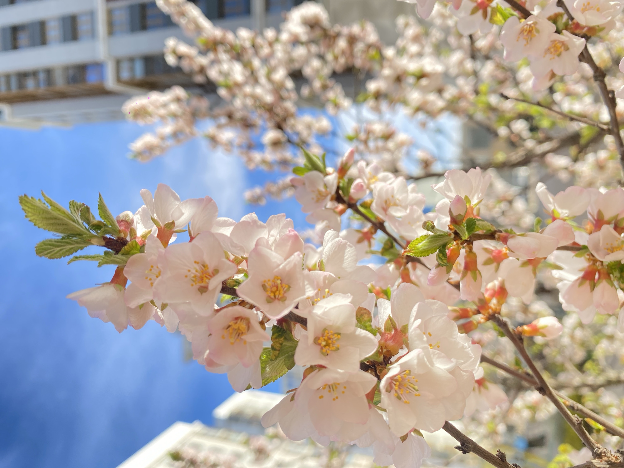 The image presents a close-up, low-angle view of delicate cherry blossoms (sakura) against a bright blue sky and a blurred urban background. The foreground is dominated by branches densely covered with numerous white and light pink flowers, many displaying prominent yellow anthers in their centers. Some fresh green leaves and unopened buds are also visible among the blooms, indicating early spring.
The flowers are in sharp focus, highlighting their soft textures and intricate details, while the background elements are intentionally blurred to create a shallow depth of field. The sky is a vivid, clear blue with no clouds, suggesting sunny and pleasant weather conditions.
In the upper left quadrant and partially in the lower right, a modern, light-colored building with multiple windows is visible, out of focus. Its presence provides a subtle cue of an urban setting, grounding the natural beauty within a city environment.
The scene depicts a moment of natural tranquility and beauty. There is no specific activity taking place, as the image is a static capture of blossoming trees. The time of day is clearly bright daylight. No text is visible in the image. This springtime scene is set in an urban area, specifically Moscow, Russia.