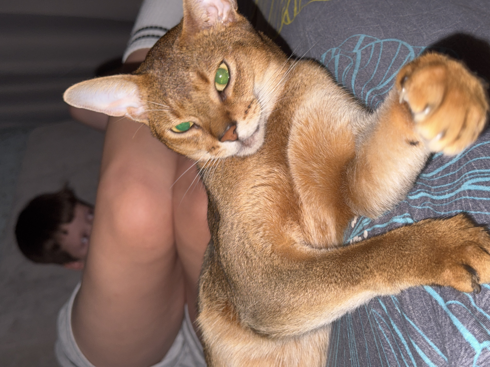 In Noviy, Russia, a young person lies on a bed, partially obscured by their own leg. The person is wearing white socks with black stripes. A brown cat with striking green eyes is lying on top of the person's legs, facing the camera. The cat has short, reddish-brown fur with darker tabby markings. The background is dark, suggesting the photo was taken indoors in low light. The image is a close-up of the cat, with the person serving as a backdrop.
