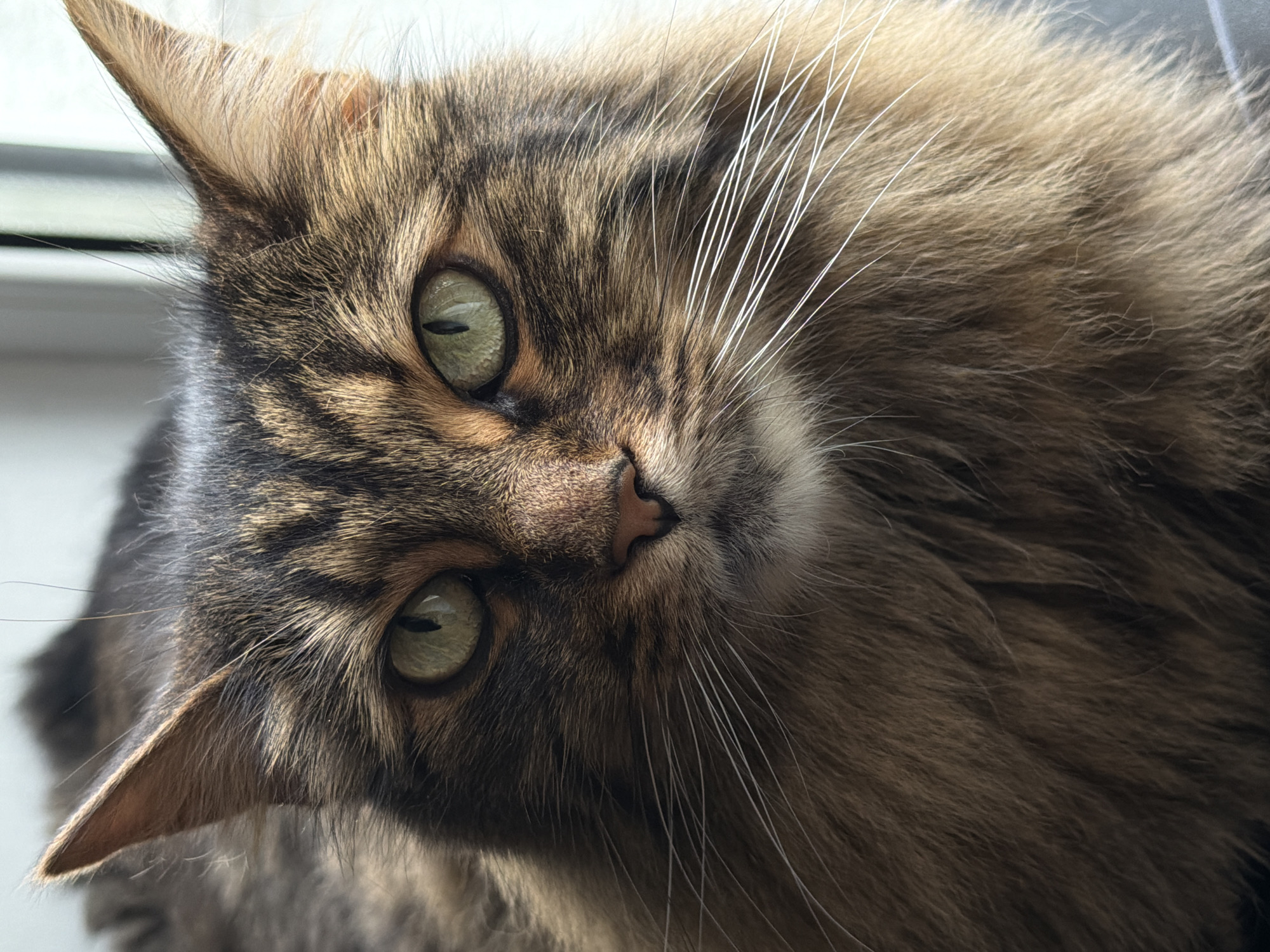An extreme close-up, head-on portrait of a fluffy, brown tabby cat. The cat has large, alert green eyes with black pupils. Its nose is pink and its mouth is closed. Long white whiskers fan out from its muzzle. The cat's fur is a mixture of dark brown, light brown, and black stripes, with some lighter brown fur around its nose and chin. The background is out of focus and appears to be a window with bright light coming through, suggesting the cat is indoors, near a window. There are no people or other animals visible in the image.