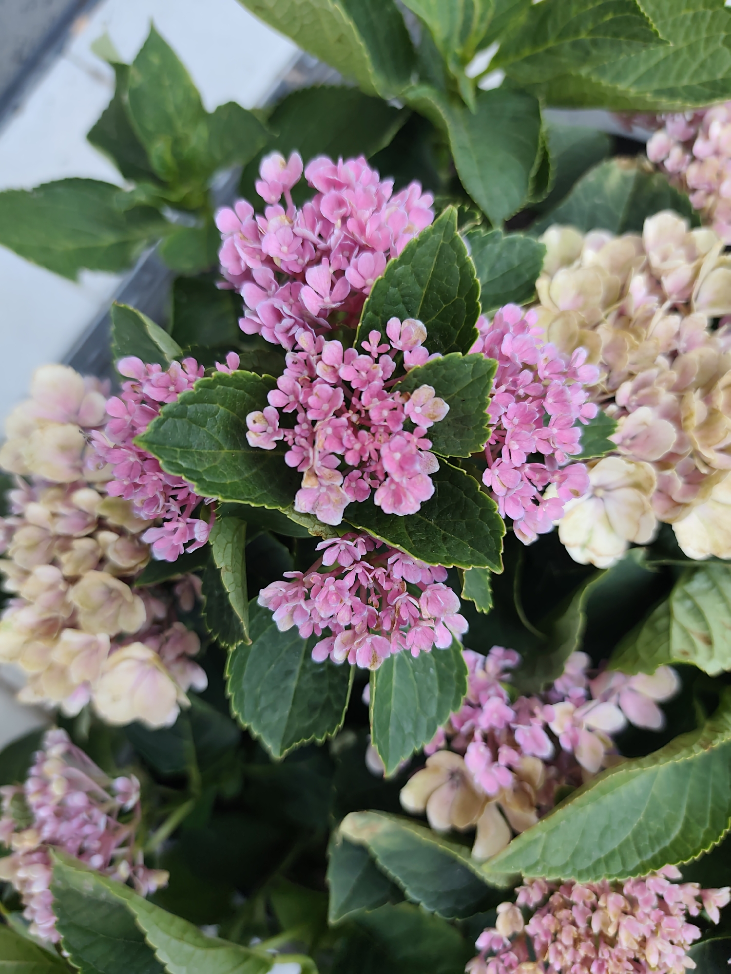 A close-up, overhead shot captures a cluster of hydrangeas with vibrant pink and fading yellow blooms, interspersed with lush green leaves. The blossoms, a mix of delicate pink and faded, aged yellow petals, are arranged in dense, rounded clusters. The leaves are a deep green, with some exhibiting a slight serration along their edges. The background is blurred, suggesting an outdoor setting, possibly a garden or park. The image is devoid of any human presence or activity. The scene is static and natural, focusing solely on the floral arrangement.