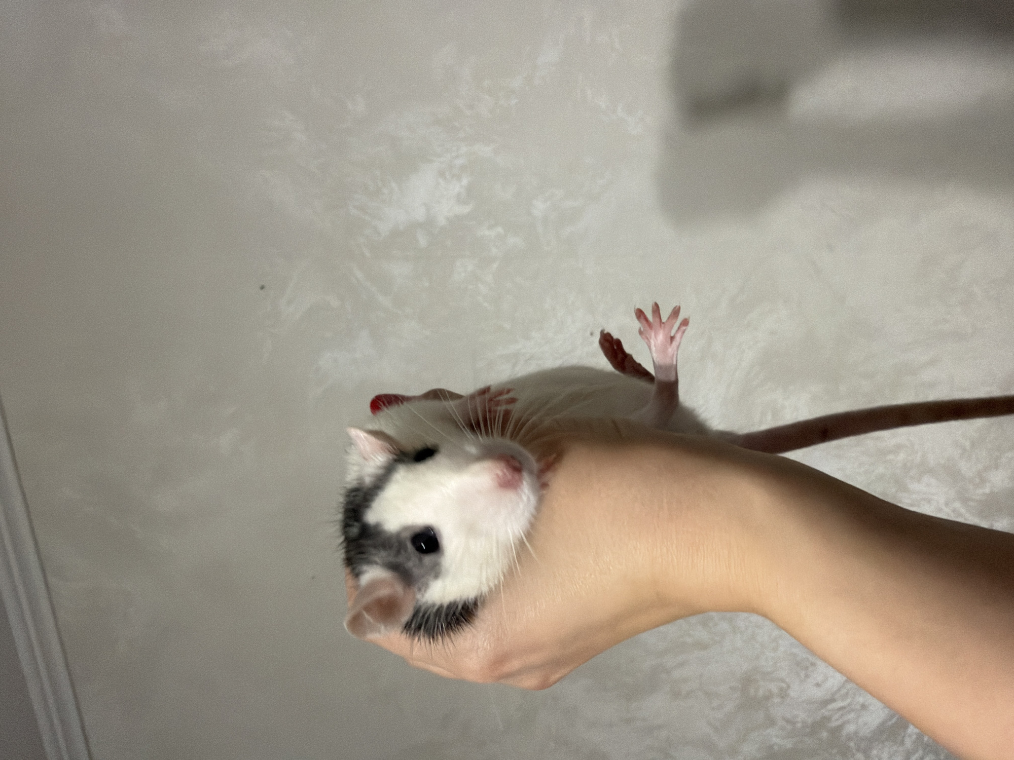 A person is holding a white rat with black and gray markings in their hand. The rat is on its back with its hind paws in the air. The background is a textured white wall. The location is unknown, and there is no indication in the image that it is in Chaikovsky, Russia.