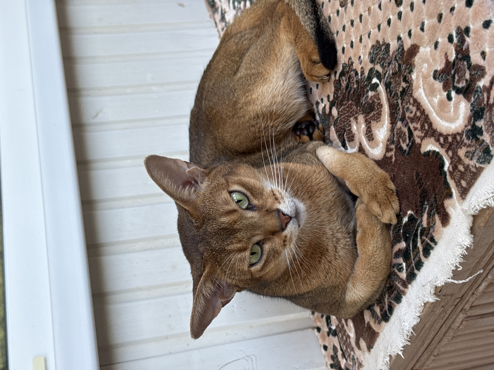 An Abyssinian cat with green eyes and tawny fur is lying down on a patterned rug. The rug is placed on top of a wooden surface. Behind the cat, there is a wall with vertical white paneling and a white window frame. The scene appears to be indoors, possibly on a porch or balcony, with natural light illuminating the cat and its surroundings.