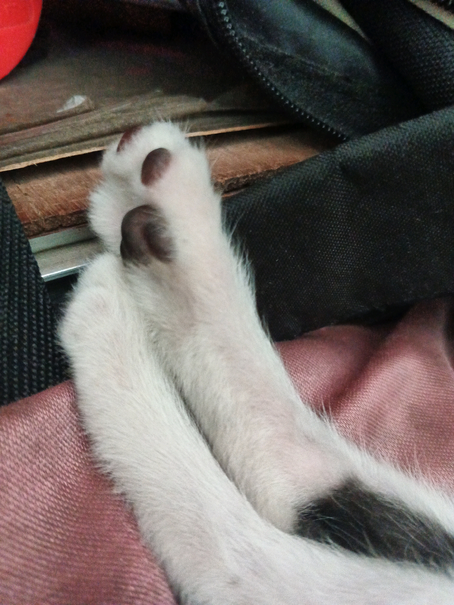 A close-up shot focuses on a white cat's paws resting on a pink, textured fabric. The cat's paws are plump and fluffy, with visible dark paw pads and fur. Behind the paws, a black zippered bag and a section of wooden planks are visible, suggesting an indoor or sheltered environment. The lighting is soft, casting subtle shadows. The overall impression is one of comfort and relaxation. There is no indication of the image being taken in Kadu, Indonesia, nor is there any information about people or specific actions.