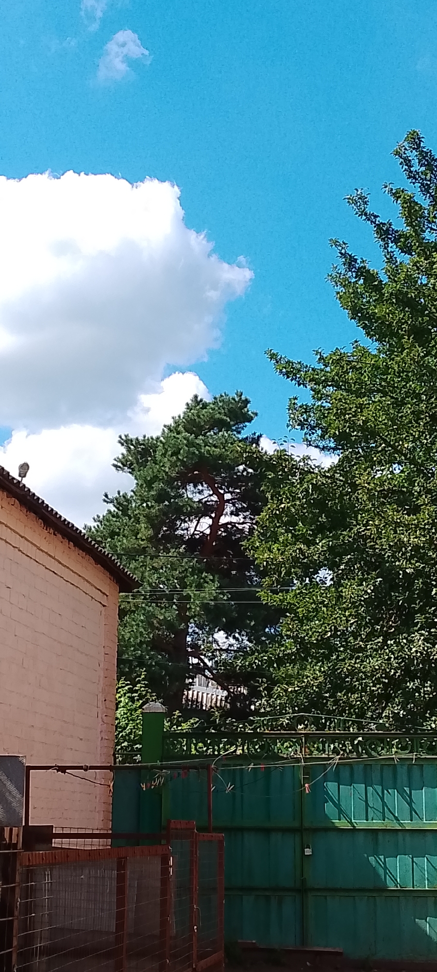 This is a vertical, eye-level outdoor photograph taken on a sunny day in Belgorod, Russia. The image features a clear blue sky with scattered white clouds in the upper portion. Dominating the middle ground are the tops of several green trees, including a large pine tree with a dark brown trunk visible through its needles. To the left, a portion of a light pink brick building with a dark-sloped roof is visible. A metal fence, painted a deep teal or dark green, runs across the lower middle of the frame. In front of the fence, there is a wire mesh enclosure with a reddish-brown metal frame. A clothesline is strung across the top of the fence with several clothes pins attached. The overall scene depicts a residential or communal outdoor area with greenery and architectural elements.