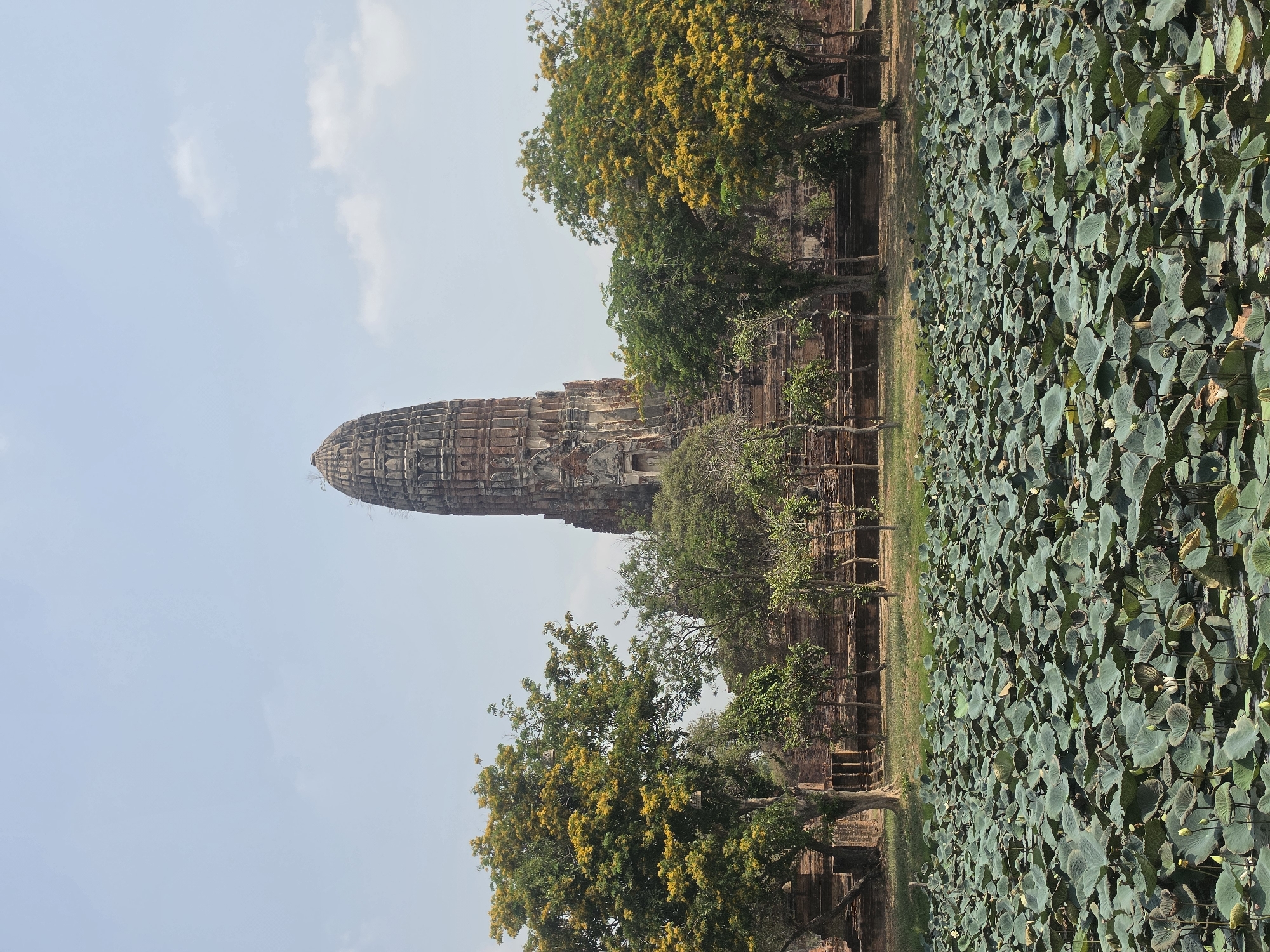 The image shows a tall, ancient temple or stupa made of red brick or stone, with a rounded or conical top, rising from a flat landscape. The temple is surrounded by trees with green and yellow leaves. To the right of the temple, there is a body of water covered with dense green vegetation, likely lotus plants or lily pads. The sky is pale blue with a few clouds. The scene appears to be taken in the Historic City of Ayutthaya, Thailand, likely capturing one of the temples within the area. The image is oriented vertically, appearing to have been rotated from its original horizontal position.