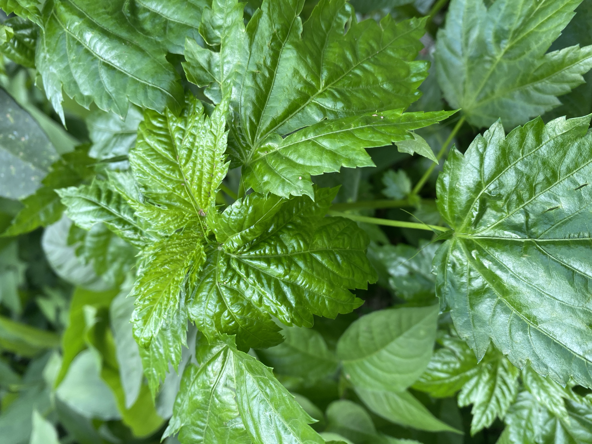 The image shows a close-up of lush green leaves, likely in an outdoor environment. The leaves appear healthy and vibrant, with intricate vein patterns visible on their surfaces. The composition is focused on the foliage, with the leaves filling the frame. The location is not discernible from the image. There are no people, subjects, objects, actions, or interactions visible. The environment is characterized by the presence of the leafy plants.