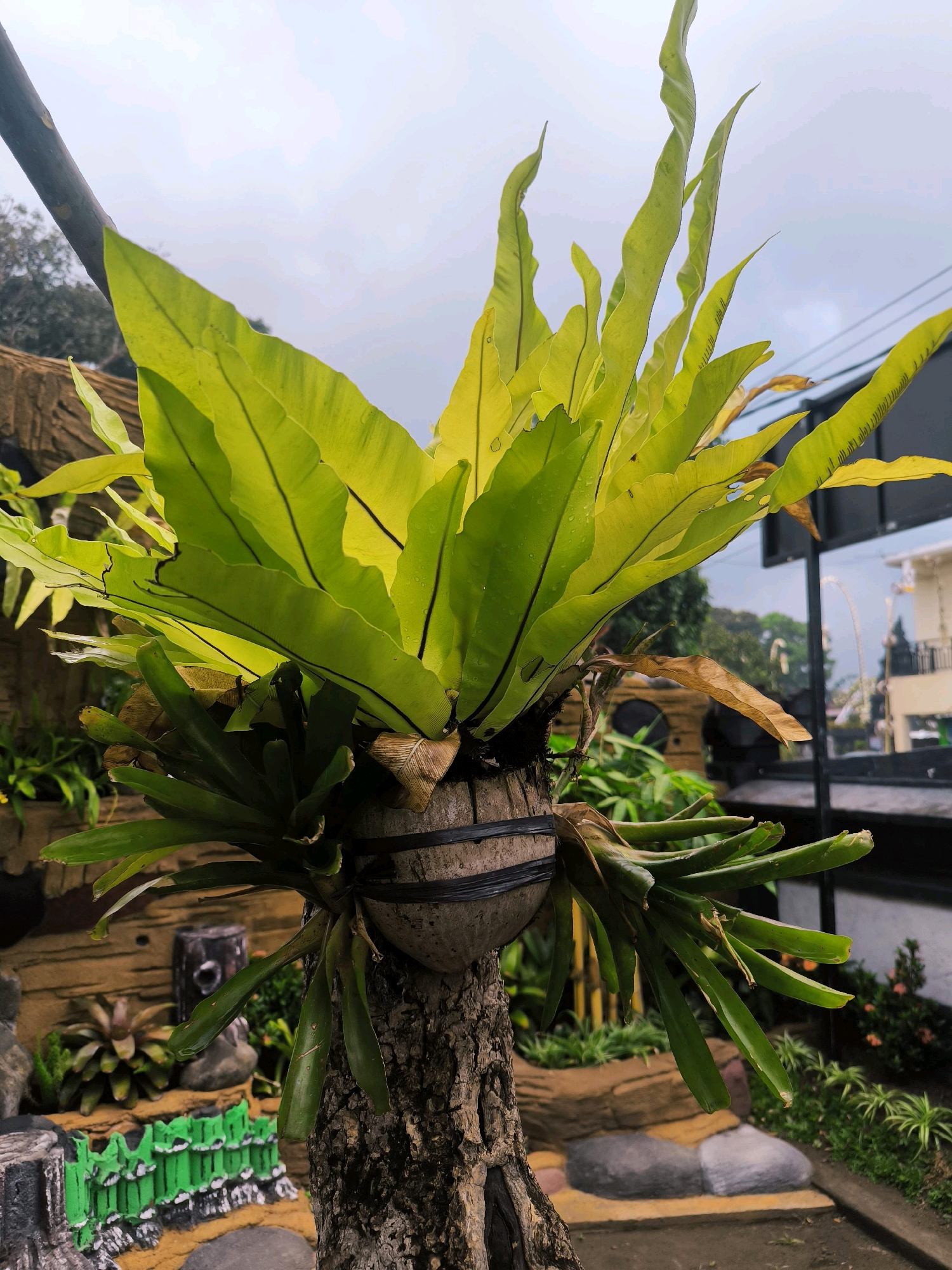 An outdoor shot focuses on a Bird's Nest Fern plant mounted on a tree stump, likely in the city of Tabanan, Indonesia. The fern has large, vibrant green fronds that arch upwards and outwards, with some older, dried brown leaves visible at the base. The fern is planted in a rounded container, possibly a halved coconut shell, secured with dark straps around the stump. The background shows a landscaped garden area with stone features, a small green decorative fence, and more foliage. Beyond the garden, there are glimpses of buildings and a street scene, suggesting an urban or semi-urban environment. The sky is overcast, indicating a cloudy day. There are no people visible in the image.