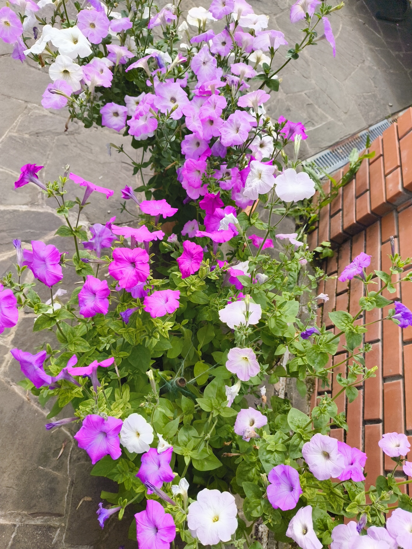 A medium-shot, eye-level, high-angle, outdoor photograph displays a lush cluster of petunia flowers in shades of pink, purple, and white. The flowers are in bloom and spill over a planter box. The background consists of a stone pathway, a brick wall, and a metal grate. The lighting suggests it is daytime. The scene is located in Vostets SNT, Russia. There are no people or animals visible in the image.