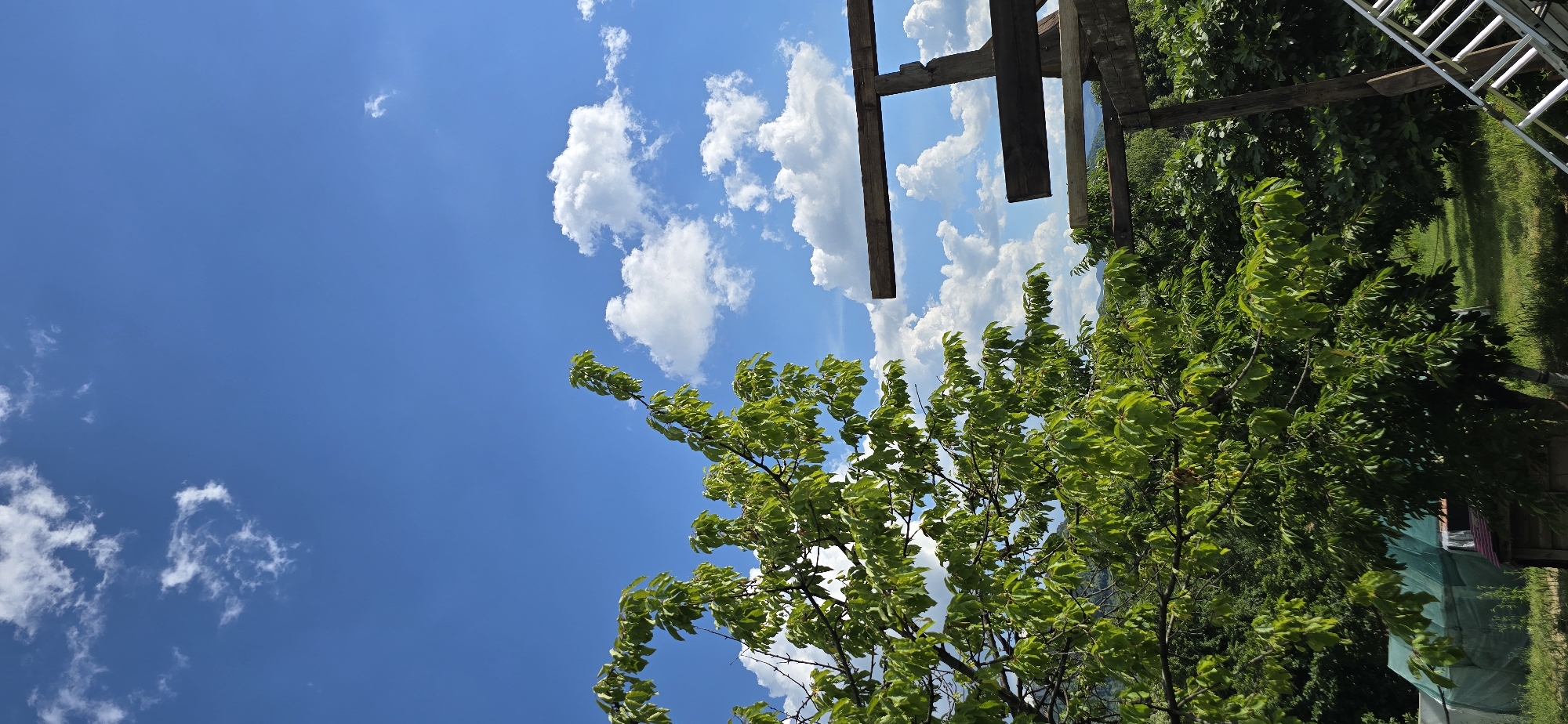 A close-up, vertically oriented, outdoor shot captures a bright, sunny day. The upper portion of the frame is dominated by a vivid blue sky dotted with fluffy white clouds. On the left side, the lush green foliage of a tree branches out, its leaves catching the sunlight. To the right, a rustic wooden structure, seemingly under construction or partially built, juts into the frame. The lower half of the image reveals more of the surrounding greenery, suggesting a garden or natural setting. A green tarp-covered structure and a small wooden shed are partially visible in the bottom left corner. A silver ladder is positioned on the right side, leaning against the wooden structure. The background hints at distant hills.