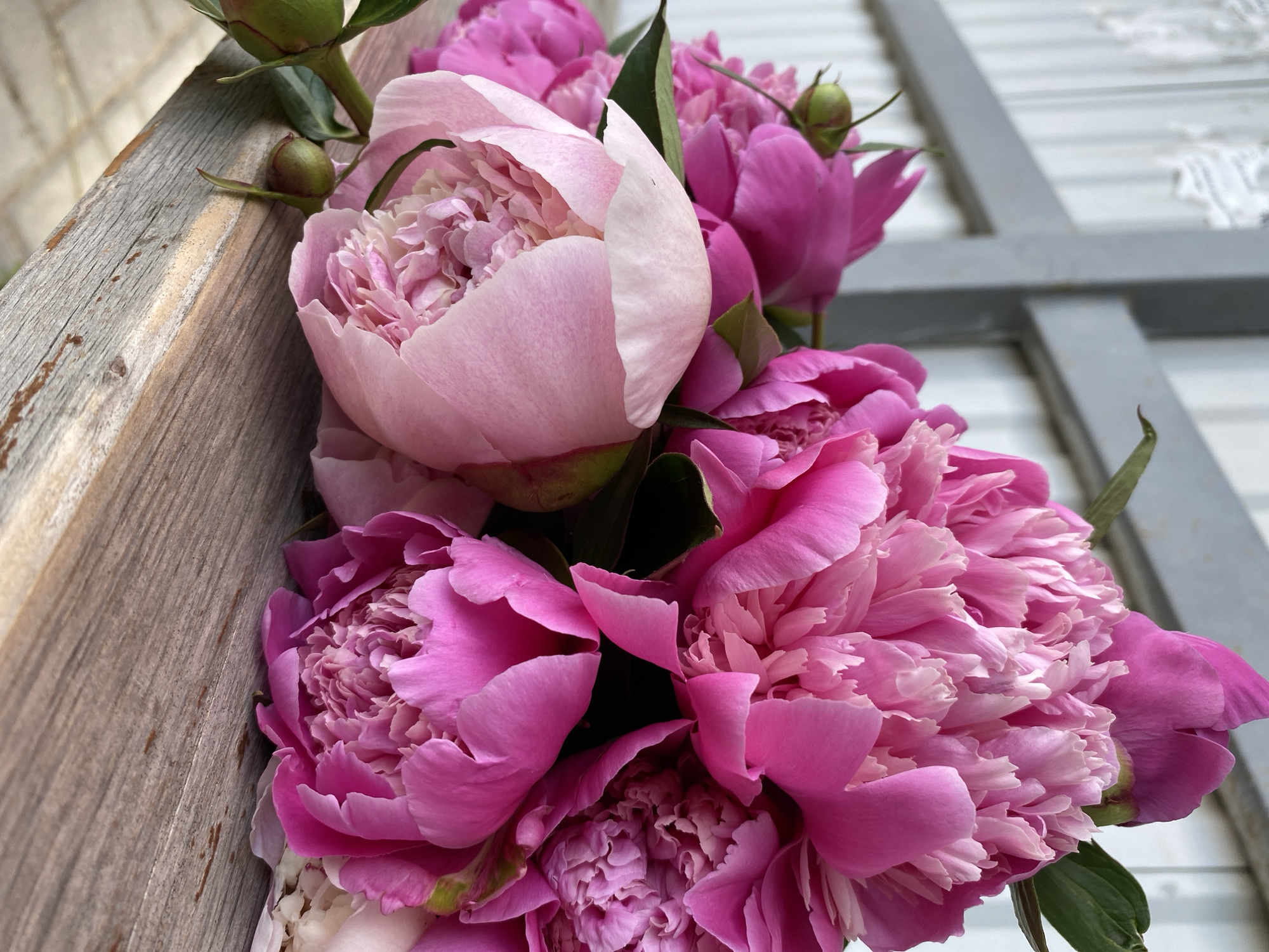 A close-up, eye-level shot features a bouquet of vibrant pink peonies resting on a weathered wooden surface. The peonies, varying in bloom stage from tightly furled buds to fully opened flowers with delicate, ruffled petals, dominate the frame. Their intense pink hues contrast with the muted, textured gray and brown tones of the wooden surface, which appears to be a bench or table with visible grain and some imperfections. In the background, a blurred gray structure, possibly a fence or railing, adds a subtle architectural element, with hints of white beyond. The lighting is soft, casting subtle shadows that highlight the peonies' layered petals. The scene is devoid of any people or animals. The location of Noviy, Russia, is not discernible from the visual information presented in the image.