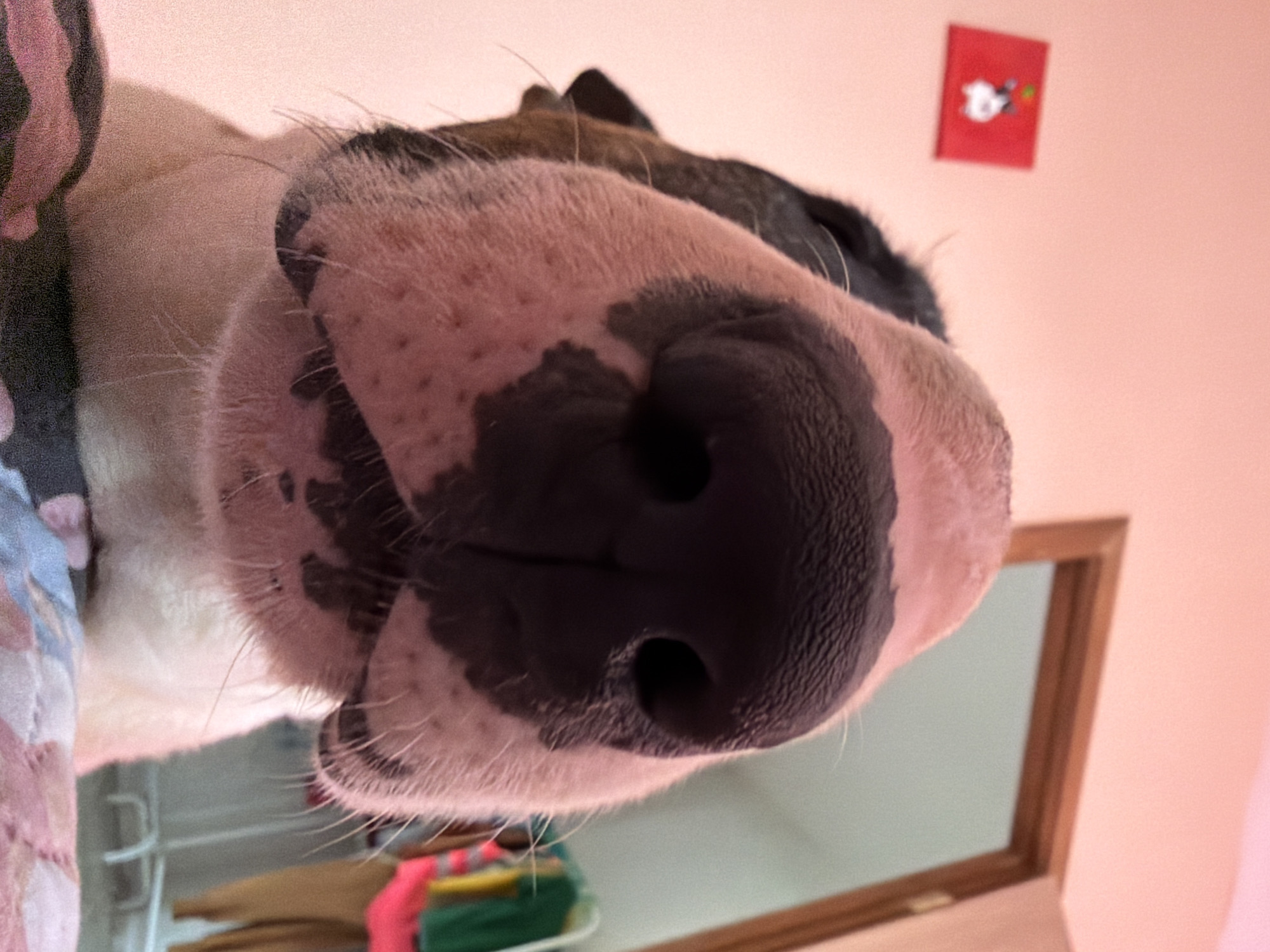 A close-up shot focuses on the large snout of a dog, with a mostly black nose and pink-spotted fur surrounding it. Parts of the dog's face, head, and neck are visible. In the background is a salmon-colored wall with a small red square decoration on it. There is a wooden-framed window partially visible behind the dog. A shelf or storage unit containing various colored items can be seen below the window.
There is no verifiable evidence to suggest that the picture was taken in the city of Chaikovsky, Russia.