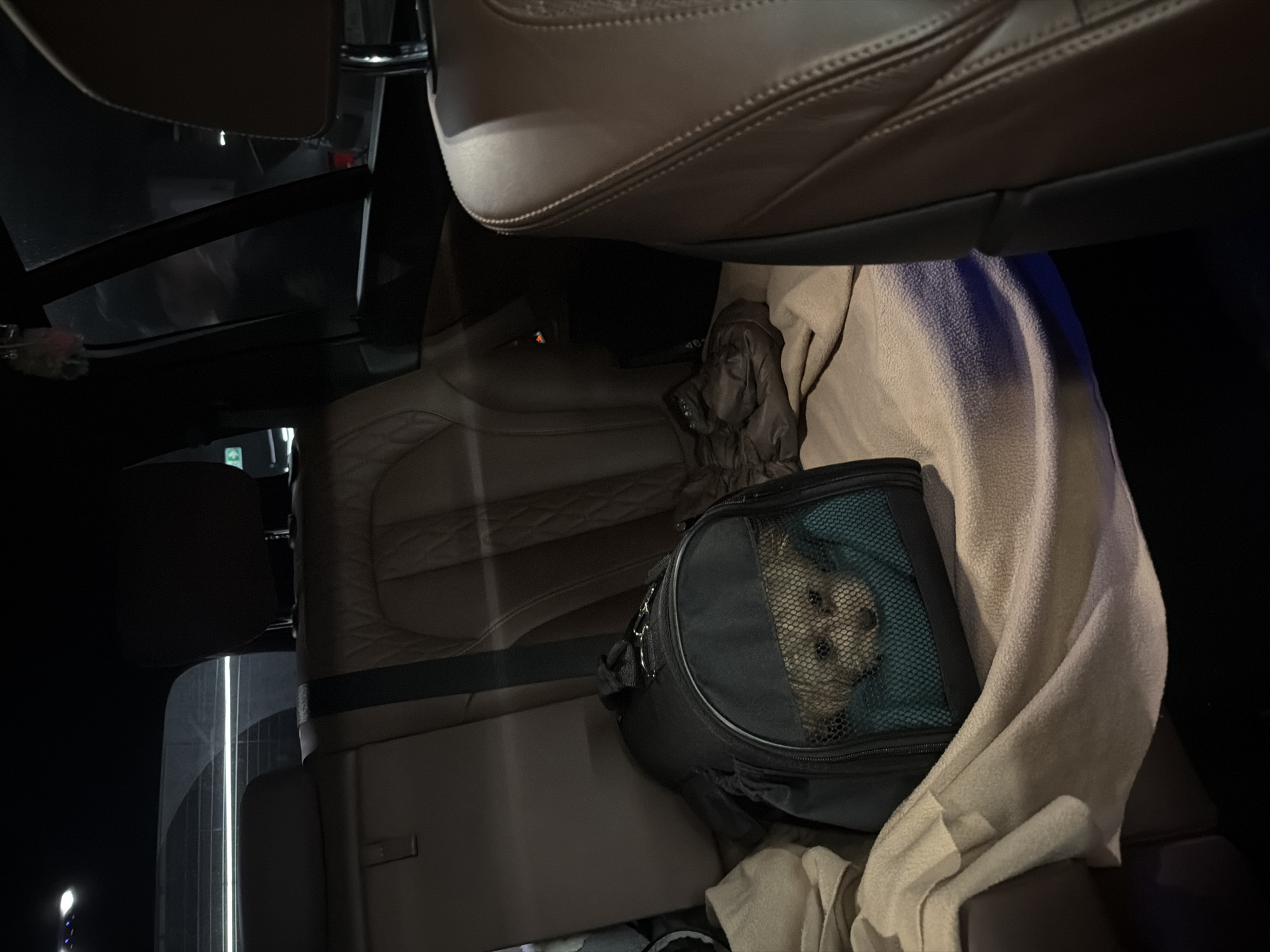 The image depicts the interior of a car at night, characterized by dark exteriors visible through windows and reflections on surfaces. The car's upholstery features light brown or tan leather seating, with parts of a front seat backrest and a rear seat visible.
The primary subject is a small, light-colored dog, likely a Shih Tzu or similar breed, seen peeking out from inside a black, soft-sided pet carrier. The dog's face, with its eyes and muzzle, is clearly visible through the mesh window of the carrier. Its expression appears calm and observant.
The pet carrier is positioned within the car's rear compartment, possibly on the seat or floor, and is partially covered by a light beige or tan fleece blanket, suggesting an attempt to provide comfort or warmth. Next to the carrier, a crumpled dark-colored garment, possibly a jacket, is present. The scene implies that the dog is traveling securely and comfortably in the vehicle.
The time of day is clearly night, given the ambient darkness outside the car. Although not visually indicated in the image, the context provided states the location is Moscow, Russia. There is no discernible text visible within the media.