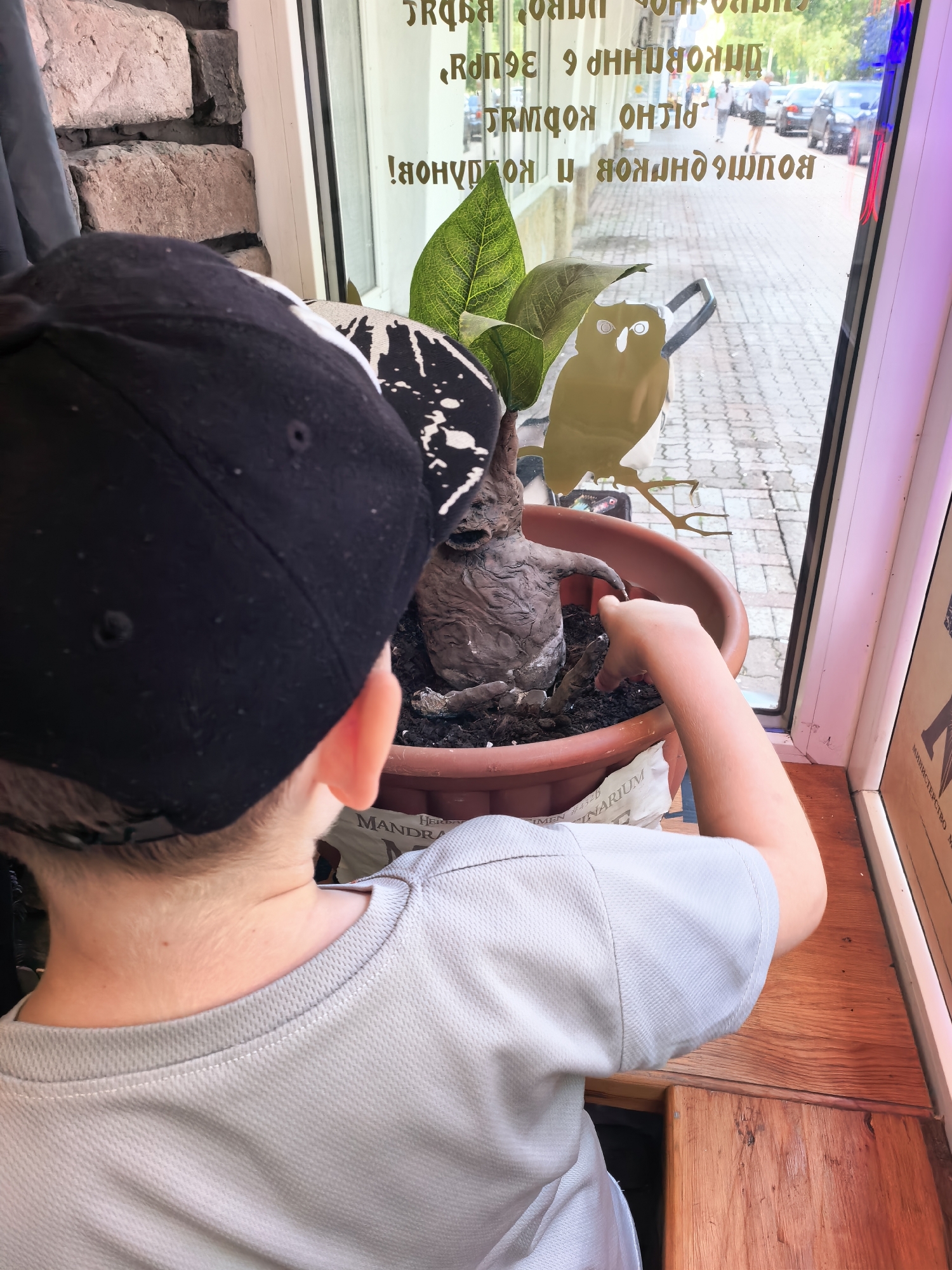 A young boy wearing a black baseball cap and a grey t-shirt is reaching into a brown planter containing a sculpted figure resembling a mandrake. The mandrake is brown and appears to have a face. The planter is on a windowsill, with a window behind it looking out onto a street. The window has reflective lettering that appears to be in Russian. The street outside shows pavement, parked cars, and people walking. The interior of the scene includes a brick wall on the left and a wooden surface below the windowsill. There is a golden owl sticker on the window.
