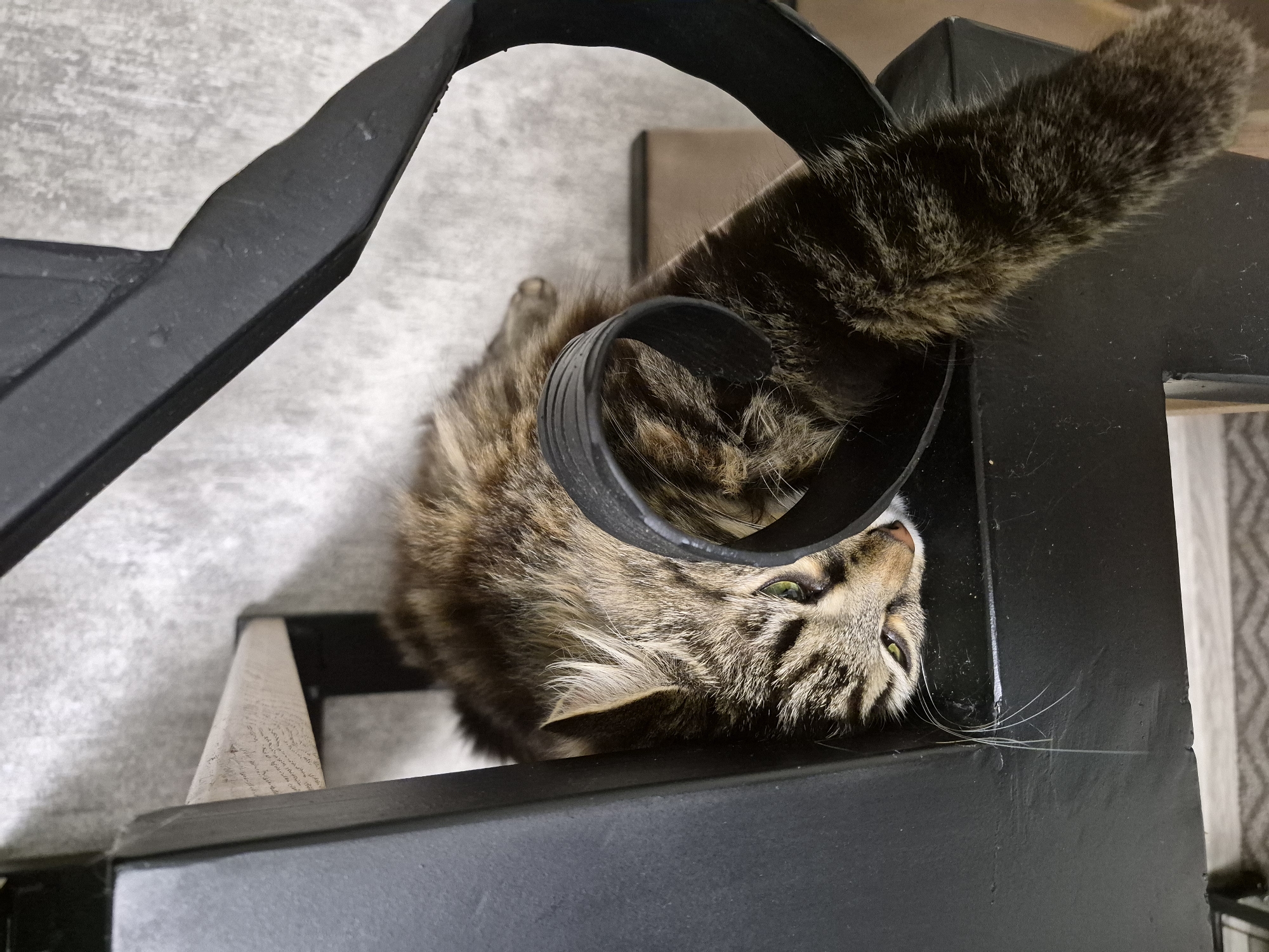 A domestic tabby cat, displaying a brown and black striped mackerel pattern, is observed resting on its left side on a black metal stair structure in the city of Hlevakha, Ukraine. The cat's head is oriented towards the lower left of the frame, with its green eyes partially open and looking forward. Its right ear is prominent, exhibiting tufts of white fur. The cat's body is elongated along the stair tread. A black, ribbed, curved object, likely a component of the stair's railing or support, is positioned over the cat's midsection. Its striped tail extends downward past the edge of the black stair. To the upper left, a light-colored wooden stair tread is visible. The background consists of a light gray, textured wall. A portion of a patterned floor or rug is visible at the very bottom edge of the image.