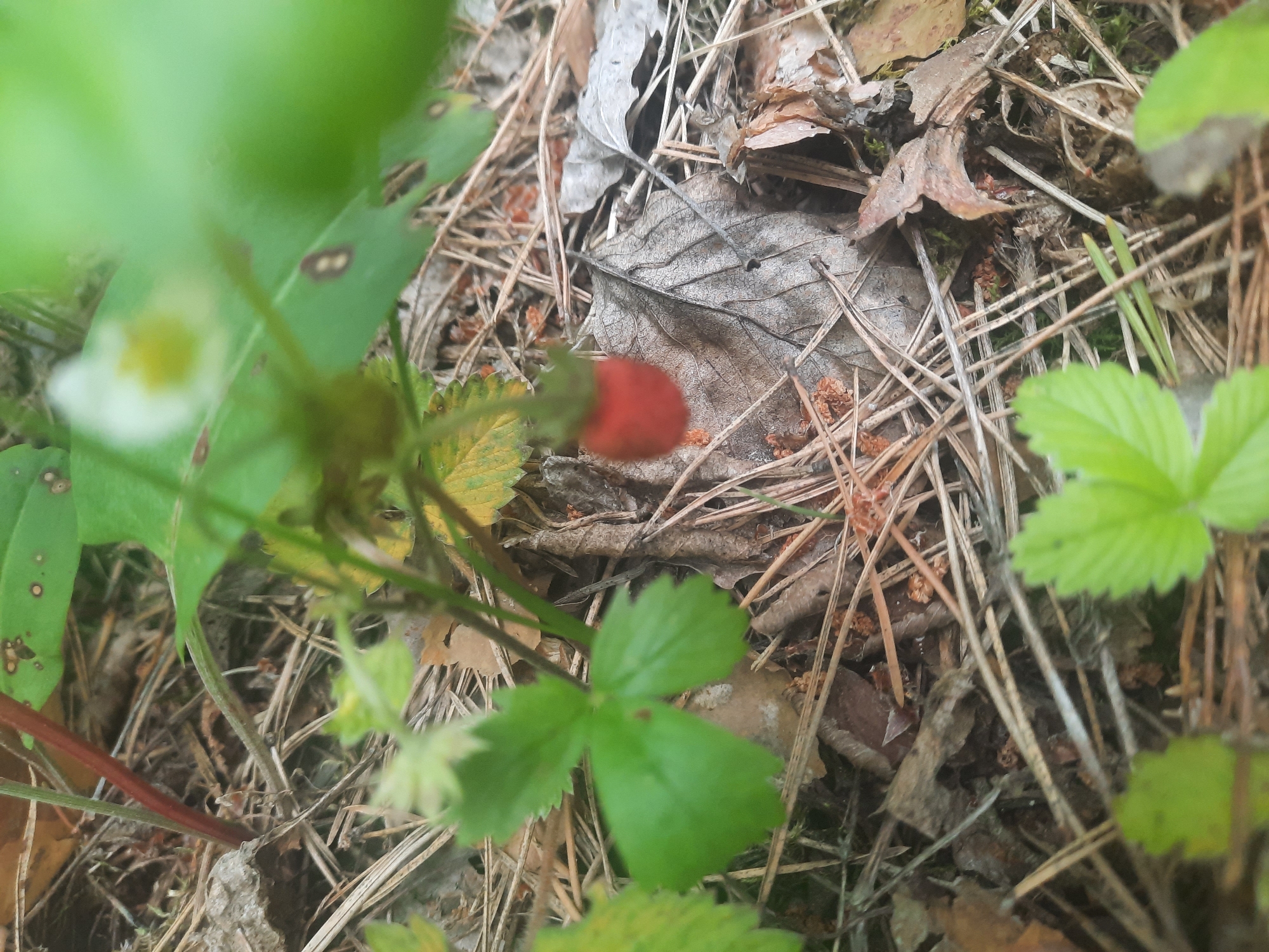 An outdoor, eye-level, close-up shot shows a single, small, red wild strawberry hanging from a plant stem. The strawberry is in the center of the frame and is in focus, while the surrounding environment is blurred. The background consists of dry pine needles, fallen leaves, and green plant leaves. The scene is in the city of Porechye, Belarus.