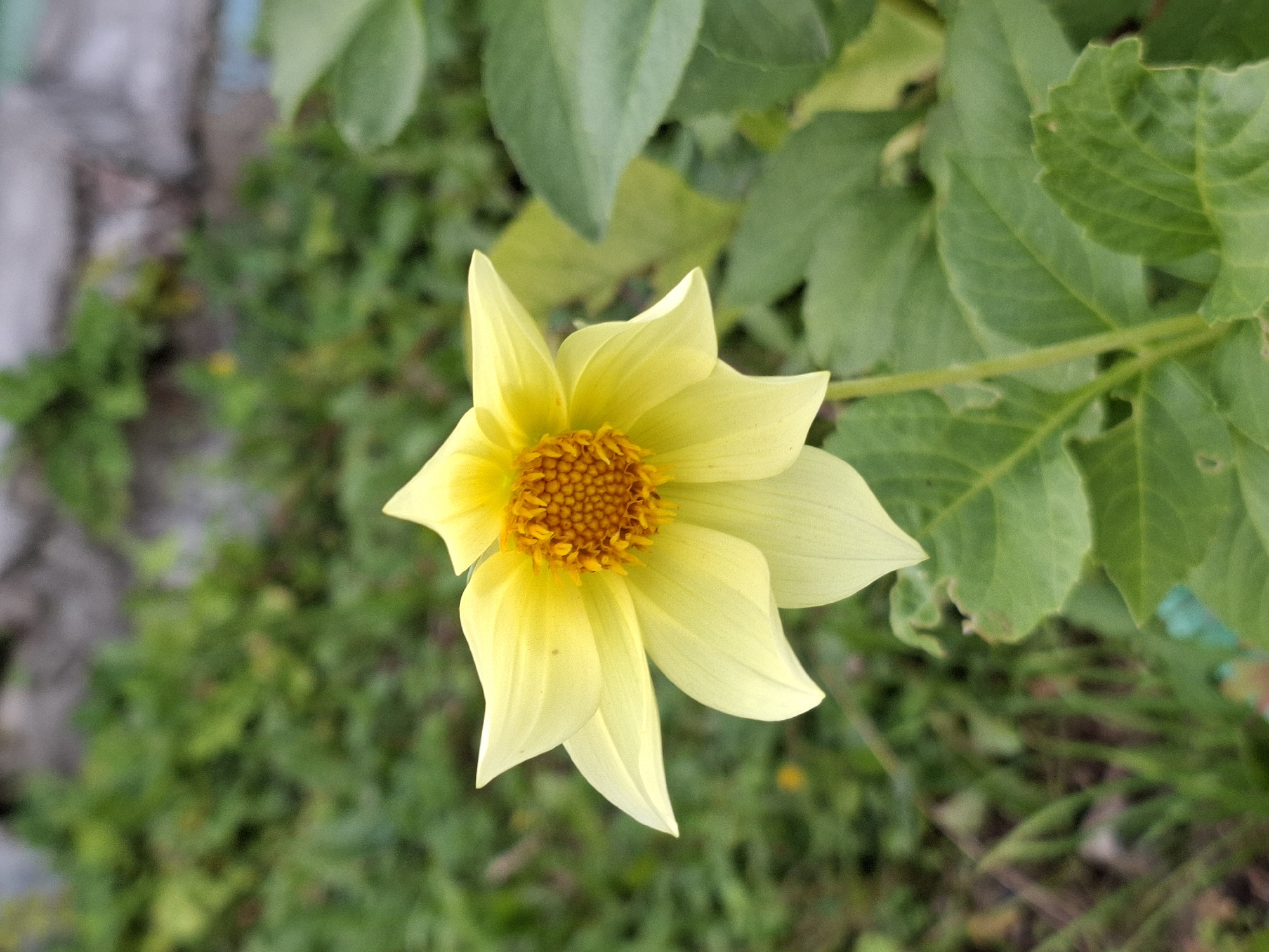 A close-up, eye-level shot focuses on a single, pale yellow dahlia in full bloom. The flower's petals are delicate and somewhat pointed, radiating outwards from a central disk composed of numerous tiny, orange-brown florets. The stamens are visible as short, fuzzy projections within the central disk. The flower is supported by a thin, green stem. The background is a blur of lush green foliage and a hint of a grey, textured wall or surface, suggesting an outdoor setting, possibly a garden. The lighting appears to be natural daylight, casting soft shadows and highlighting the flower's texture. No people or animals are present.