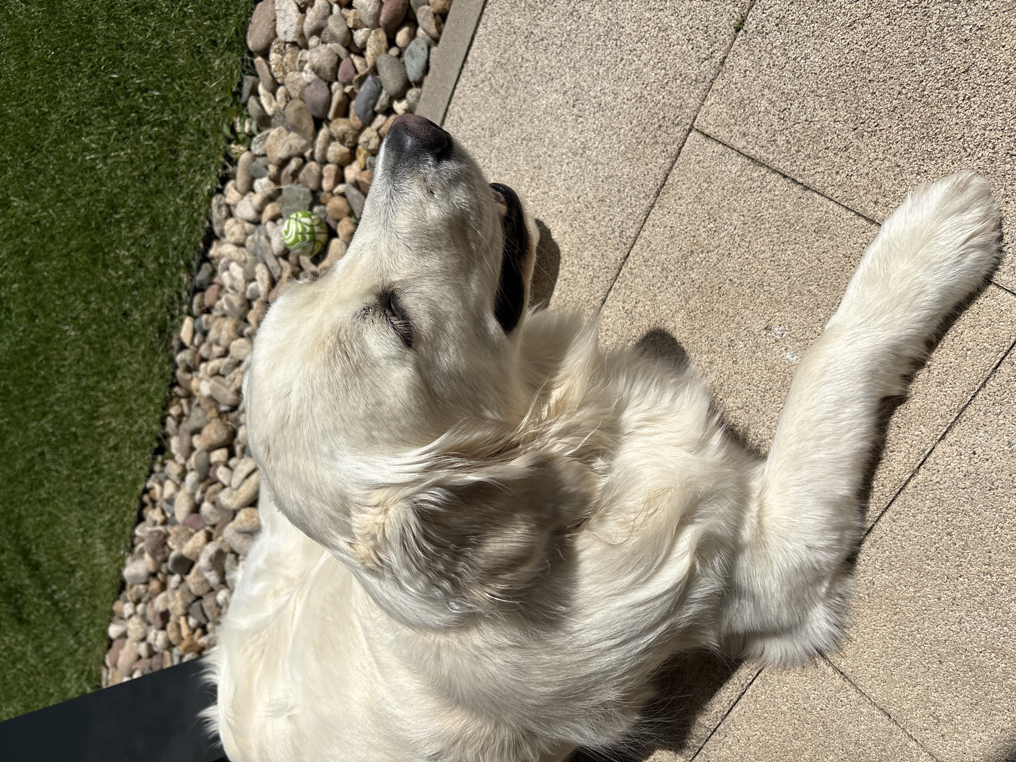 A light-colored dog, likely a Golden Retriever or a similar breed with cream-colored fur, is captured in an outdoor setting in Lozen, Bulgaria. The dog is lying down, positioned partially on light-colored patio pavers and partially on a strip of gravel. Its head is tilted upwards and slightly back, suggesting it is looking towards the sky or enjoying the sun.
To the left of the dog, a section of green artificial turf is visible, separated from the gravel by a clear edge. Among the gravel stones, a small green and white striped ball can be seen near the dog's head. The dog's fur appears soft and somewhat wavy, catching the bright sunlight which creates distinct shadows on the ground and across its body.
The strong, crisp shadows indicate a clear, sunny day, likely during the midday or early afternoon hours, suggesting warm weather. The dog appears relaxed and comfortable, possibly sunbathing. The scene depicts a tranquil moment in a well-maintained outdoor area. No visible text is present in the image.