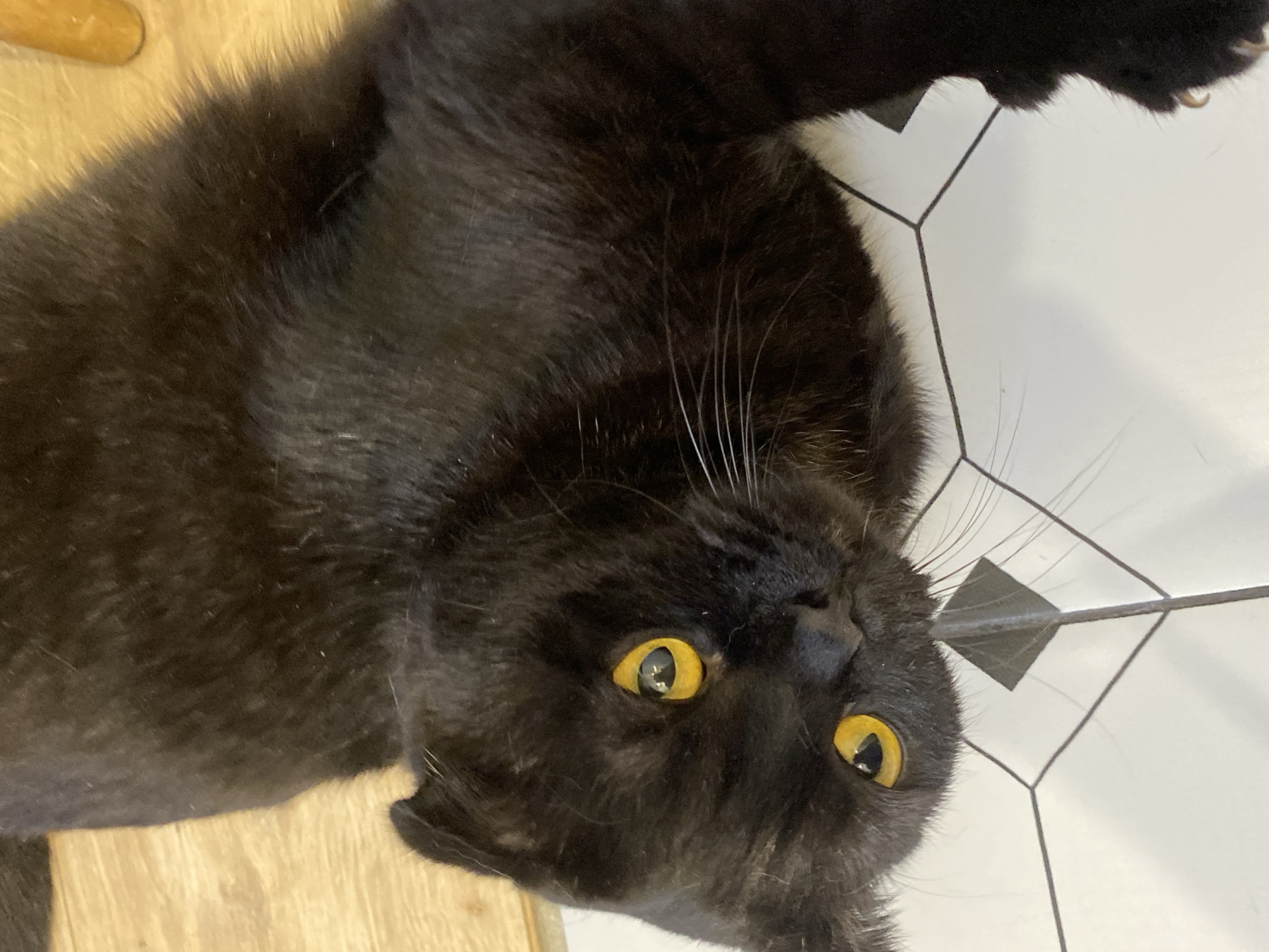 An indoor scene in Chaikovsky, Russia, depicts a black cat lying on a surface, observed from a high angle. The cat's head is tilted upwards, facing the camera, with large, round, bright yellow irises and narrow vertical black pupils. Its fur is uniformly black, dense, and appears soft, with prominent white whiskers extending from its muzzle. The ears are not distinctly visible but appear flattened. The cat's body extends diagonally across the frame. The lower portion of the scene consists of white tiled flooring with a dark gray hexagonal grout pattern and small black square tiles at some intersections. The upper left portion shows a light brown wooden surface, suggesting a transition between floor types. A front paw with visible, slightly extended claws is partially visible on the tiled surface at the bottom right. No other subjects or interactions are present.