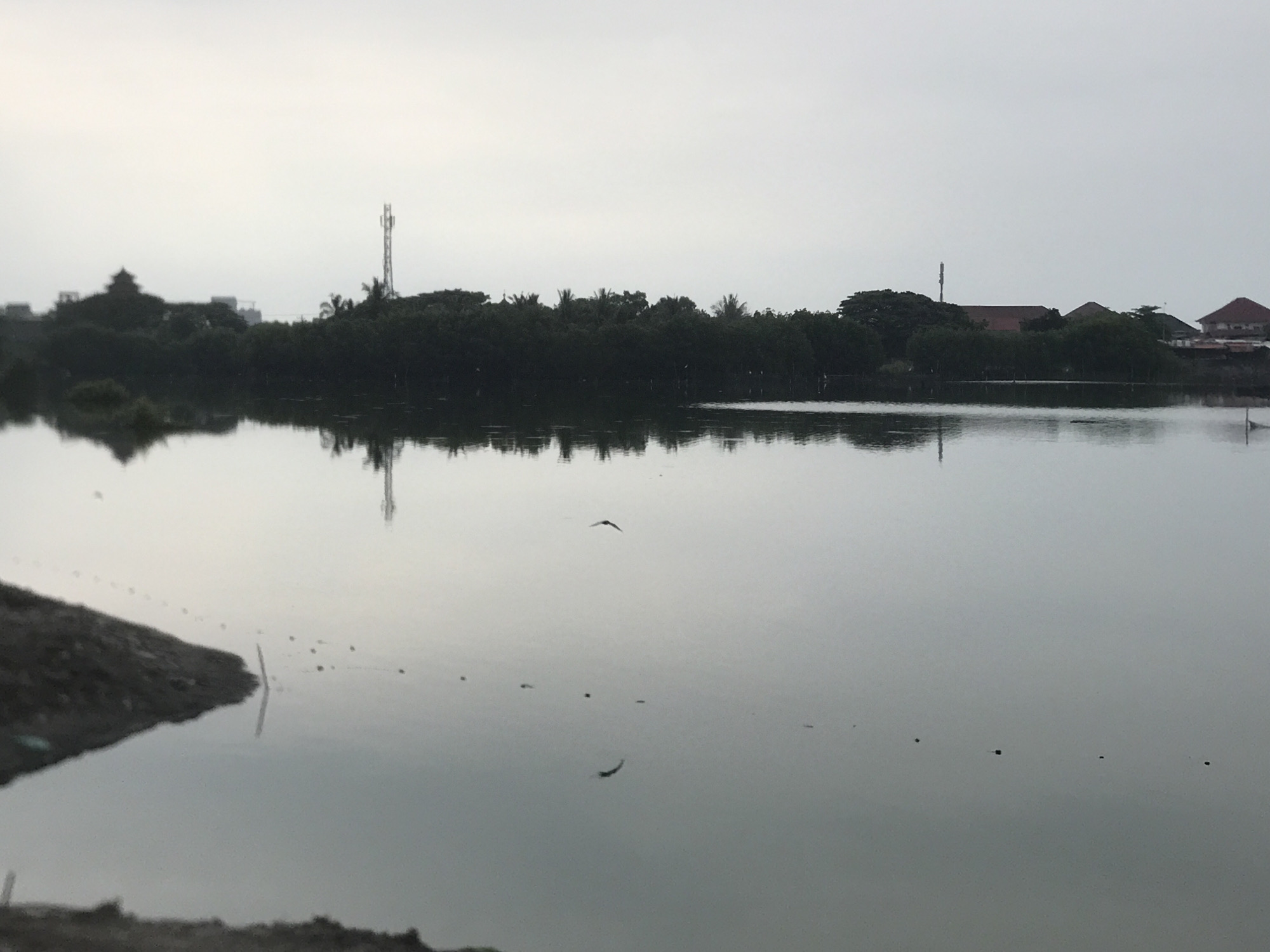 The image captures an expansive, calm body of water in Lhokseumawe, Indonesia, under a uniformly overcast, light grey sky. A dark, sloped landmass occupies the lower-left foreground. The water's surface, exhibiting a muted grey tone, acts as a reflective plane for the sky and the distant elements. Two distinct avian figures are observed in flight over the water; one appears to be in a descending trajectory, while the other flies horizontally further back. Additionally, small, dark, scattered specks are visible on the water's surface.
The far bank is defined by a dense, dark green treeline, which casts clear, elongated reflections upon the water. Above this vegetation, several man-made structures are discernible: a dark, multi-tiered roof structure is partially visible on the left. A tall, metallic communication tower stands prominently near the center-right, its reflection also present in the water. To the far right, multiple buildings featuring reddish-brown tiled roofs are visible above the treeline. No human figures or overt human activity are present.