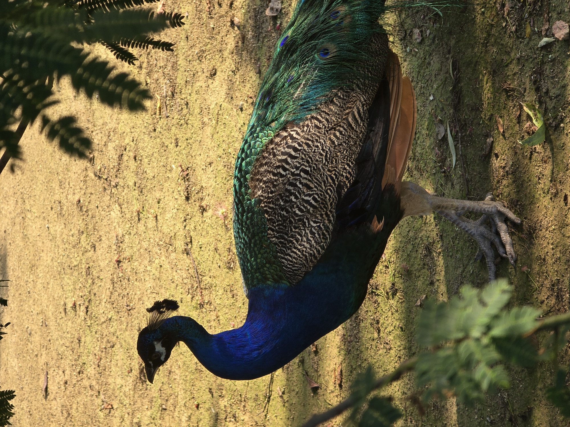 An adult male peacock stands in a grassy area under the shade of trees, its iridescent blue and green plumage catching the sunlight. The bird's head is turned to the left, with a crest of feathers atop its head. Its body is covered in intricate patterns of brown and white feathers, transitioning into vibrant green tail feathers that trail behind. The ground is covered in dry grass and scattered leaves, with some shadows cast by foliage from overhead. The scene appears to be a natural or park-like setting. The image does not contain any people or specific landmarks that would indicate a precise location within Fuyang, China.