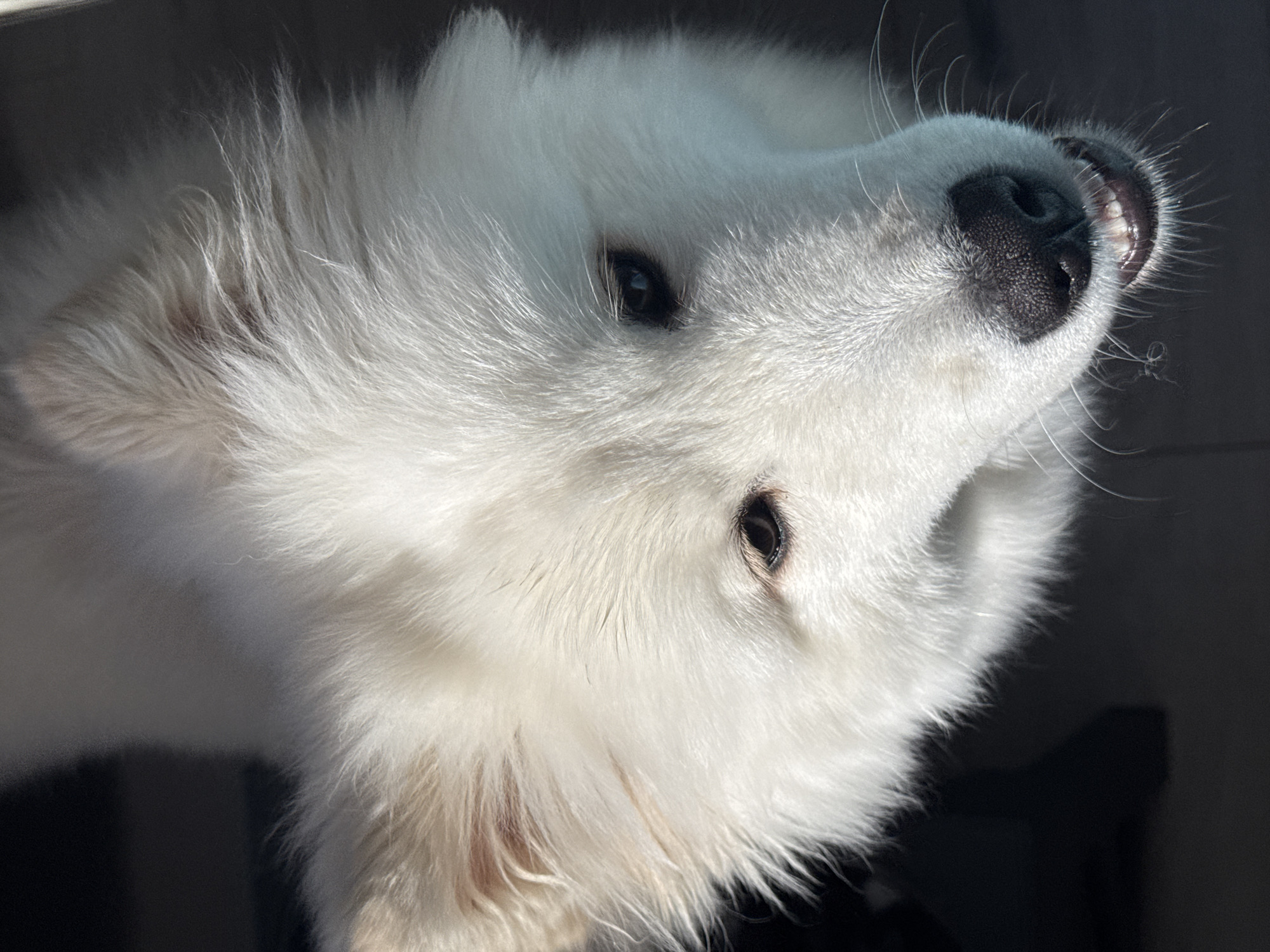This close-up portrait captures the head and upper body of a white, fluffy dog, likely a Samoyed, in Chaikovsky, Russia. The dog is positioned with its head tilted upwards and slightly to its right, its dark, expressive eyes looking attentively towards an unseen point. Its thick, pristine white fur is brilliantly illuminated by a strong, direct light source, casting prominent highlights on its coat and creating a bright contrast against the dark, out-of-focus background.
The dog's dark, textured nose is prominent, and its mouth is slightly open, revealing a glimpse of its teeth in what appears to be a gentle, characteristic "Samoyed smile" or a playful expression. Fine whiskers are visible around its snout. The strong, directional light suggests it is daytime. The background is a soft, dark blur, providing no specific location cues for Chaikovsky, Russia, but highlighting the dog as the central subject. The dog's gaze and posture convey alertness, curiosity, and a seemingly happy or playful disposition. No visible text is present in the image.