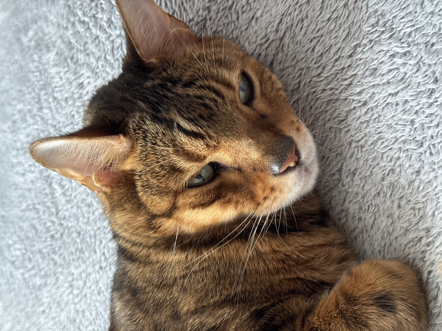 A close-up, high-angle shot captures a Bengal cat or a similar breed with a distinctive spotted and striped coat, resting on a light grey, textured blanket or soft surface. The cat's head is tilted to the left, and its body is partially visible in the bottom right corner, with one paw tucked in.
The cat's fur displays rich brown, black, and golden-orange tones. Its eyes, which appear green or hazel, are partially open and gaze softly towards the upper left of the frame, giving it a relaxed and contemplative expression. Strong, directional natural light illuminates parts of the cat's face and fur, creating bright highlights on its muzzle, cheeks, and ears, and casting soft shadows that emphasize its features. The cat's pinkish nose is visible, along with several prominent white whiskers extending from its muzzle. Its perked ears, particularly the one in the upper left, show fine, light-colored fur on the inside.
The textured blanket beneath the cat appears soft and plush, enhancing the sense of comfort and coziness. The overall mood of the image is peaceful and calm, depicting a moment of rest. No text is visible.