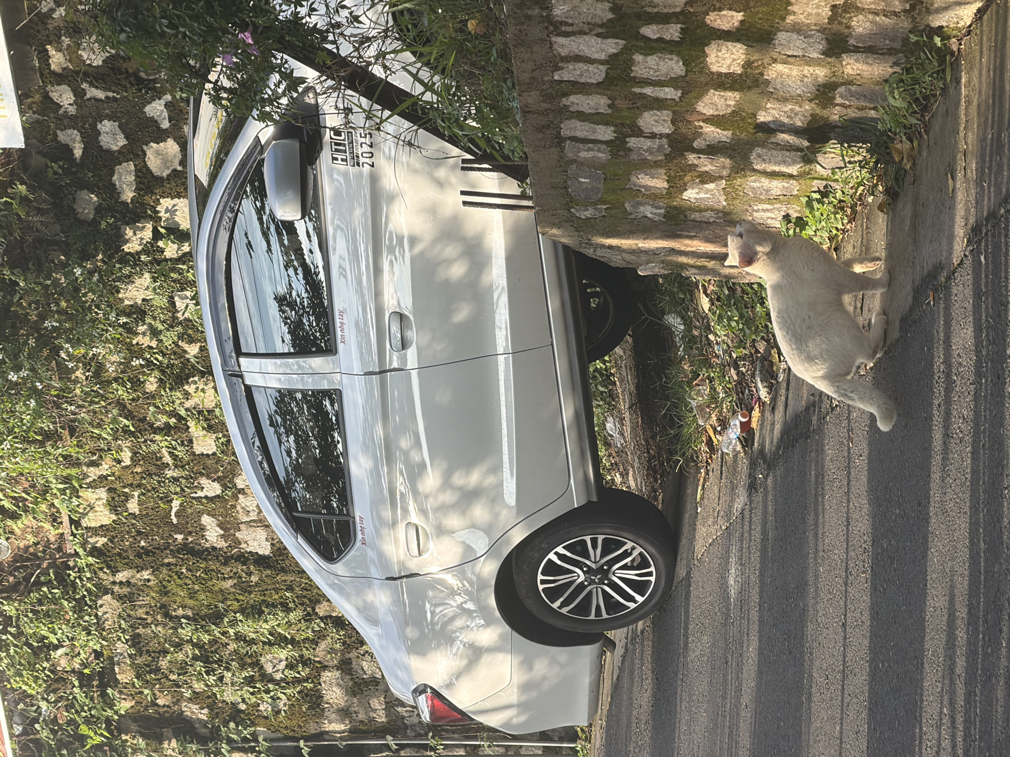 The image depicts a street scene in Xuân Thành, Vietnam, characterized by a white car parked on an asphalt road adjacent to a moss-covered stone wall. A white cat is visible on the sidewalk, looking up at the wall. The car, a sedan, has a sticker on its rear door and a license plate that reads "HTC 2025". Foliage, including green plants and some dry leaves, surrounds the area, with evidence of litter such as a plastic bottle and cigarette butts on the ground near the cat. The lighting suggests it is either early morning or late afternoon, with shadows cast across the road and wall.