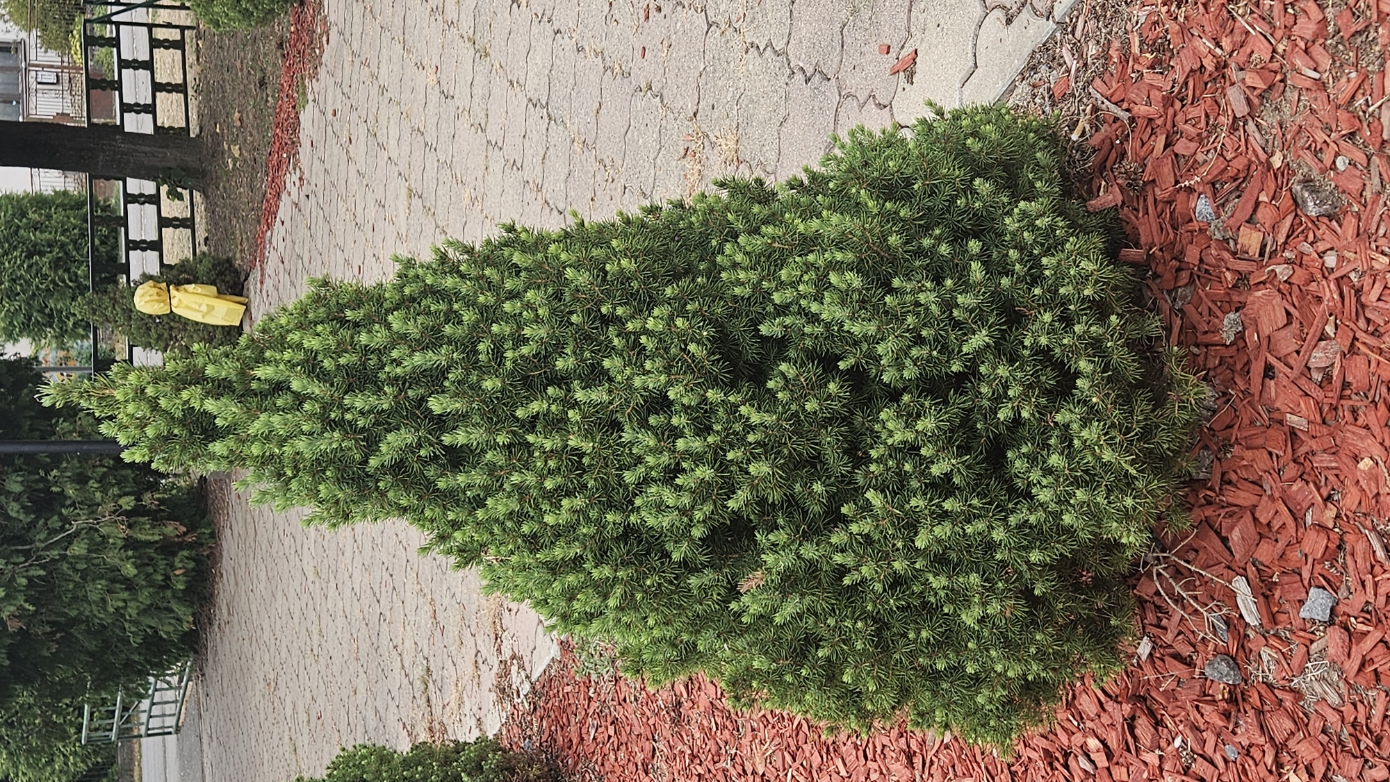 A conical evergreen tree, possibly a dwarf spruce, is centered in the frame, planted in a bed of red mulch. The tree is dense with green needles. Behind the tree, a paved walkway made of light gray interlocking stones extends into the background. To the left and right of the main tree are parts of other green bushes. In the mid-ground, behind the tree, is a smaller, darker evergreen tree. To the right of that smaller tree, a yellow object resembling a poncho or cover is draped over something, possibly a stake or another object. Further in the background, a dark metal fence with horizontal bars is visible, and beyond that, a building with windows and a roof can be seen. The ground around the fence is covered in dry leaves and dirt. The scene appears to be an outdoor, landscaped area, potentially a park or the grounds of a residential or public building.