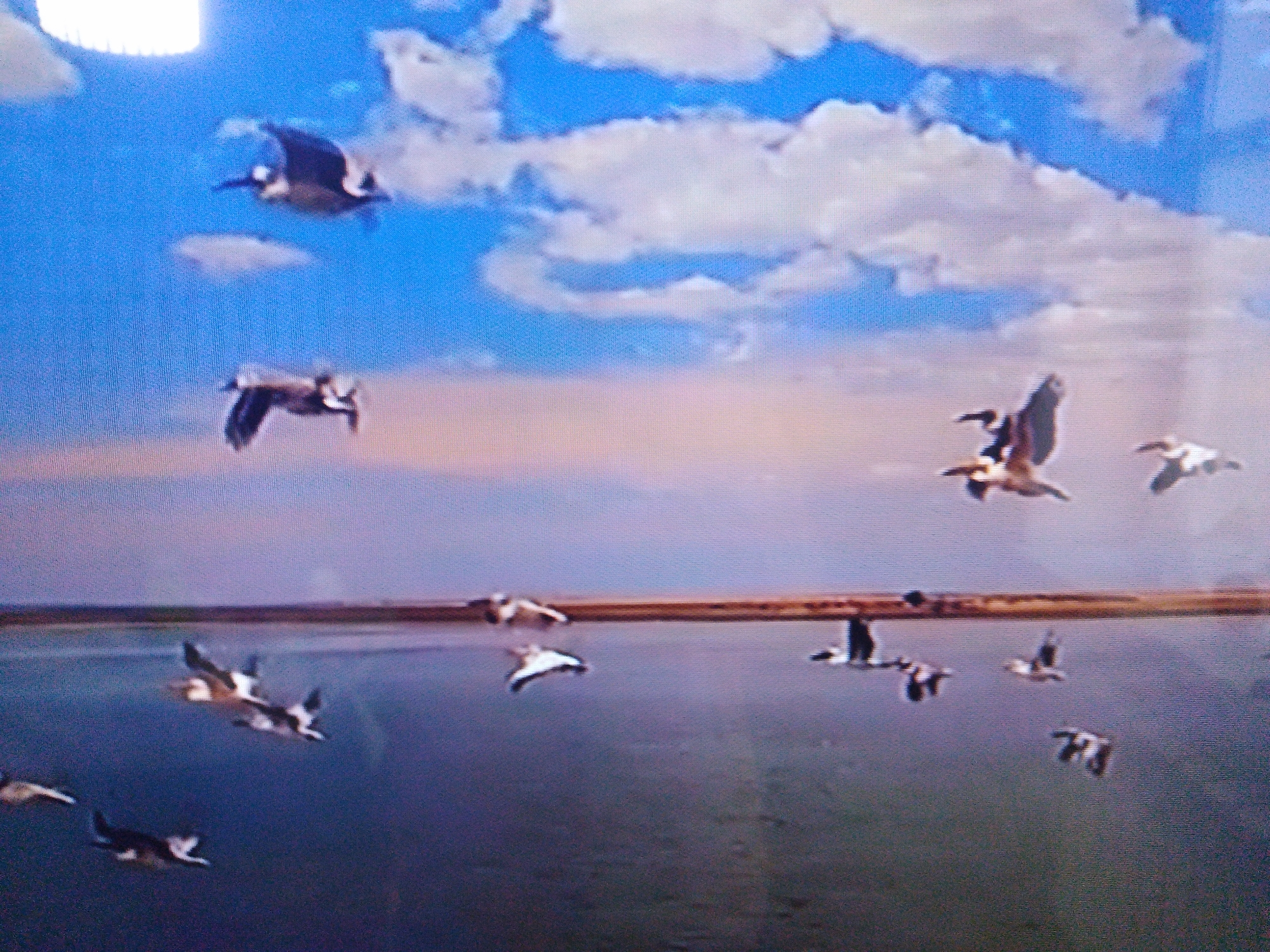 The image depicts a wide-angle view of a body of water under a cloudy sky. Several birds are in flight, with some in the foreground closer to the water and others higher in the sky. The lighting suggests either dawn or dusk. The image quality is low, with visible pixelation, making it difficult to discern fine details. There is no identifiable context related to the city of Dushanbe, Tajikistan, nor are there any people or man-made structures clearly visible in the scene that would place it within a specific urban environment. The scene appears to be a natural landscape, likely a lake or wetland area.