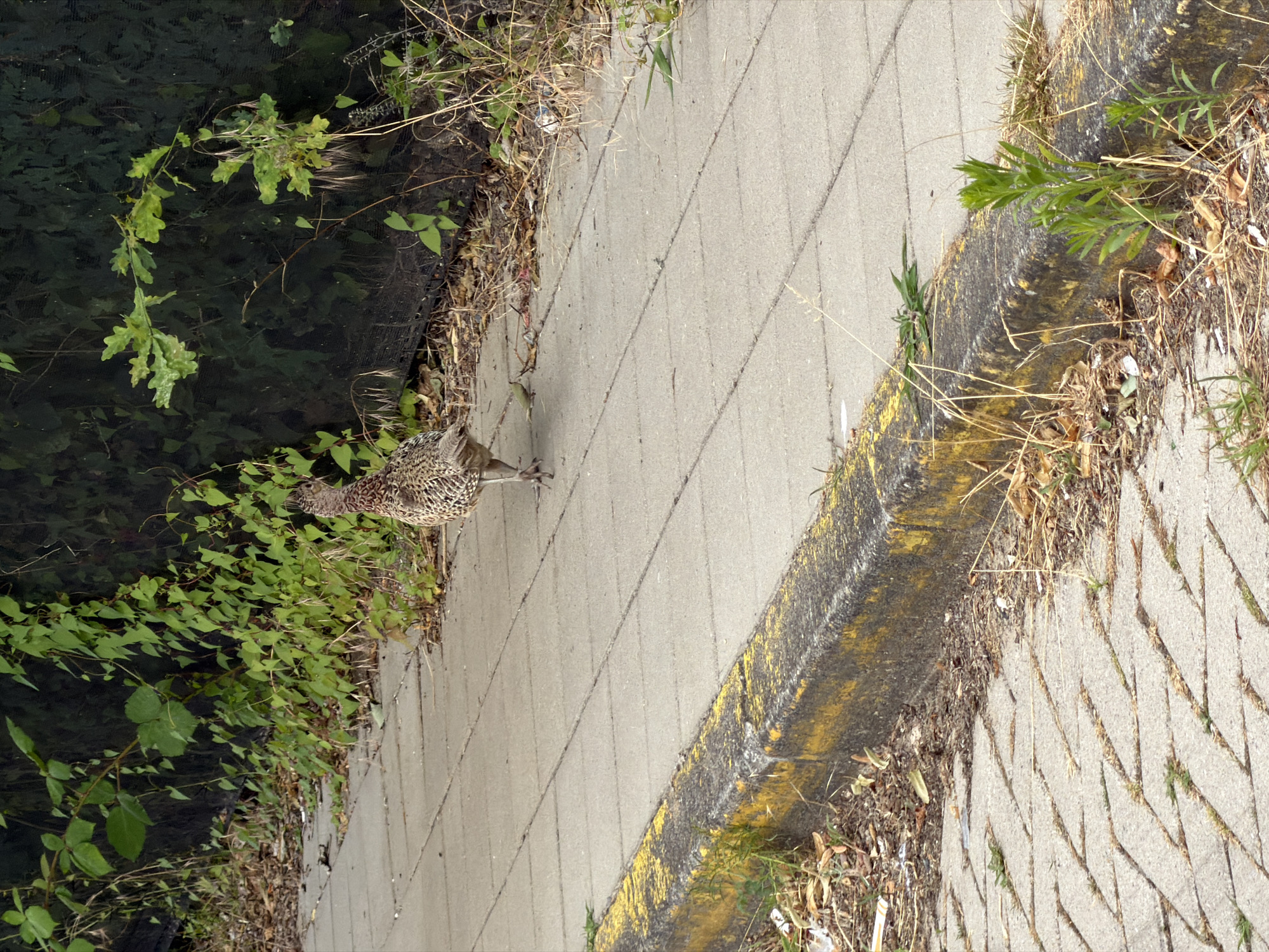 A bird with mottled brown and tan plumage, likely a pheasant, is walking on a concrete sidewalk with rectangular paving stones. The sidewalk is bordered by a raised curb with yellow markings on its top edge. To the left of the sidewalk is a strip of ground with scattered leaves and debris, transitioning to a paved area with a decorative pattern. To the right of the sidewalk, the ground is overgrown with dry grasses, weeds, and some green vegetation, behind which is a dense, dark green hedge or bush. The scene appears to be outdoors, possibly along a street or pathway in Amstelveen, Netherlands. There are no people visible. The overall environment suggests an urban or suburban setting with some natural elements.