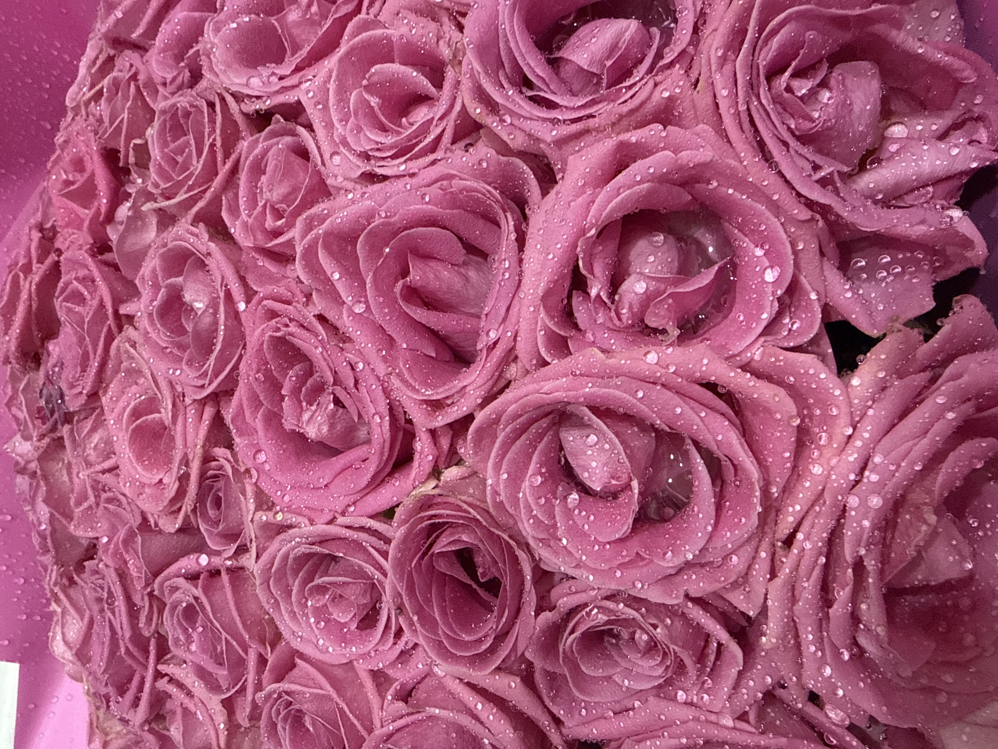 The image shows a close-up, overhead view of a large bouquet of pink roses. The roses are fully bloomed and covered in water droplets, suggesting they have been recently misted or rained upon. The petals are tightly packed, creating a dense and textured surface. The lighting is soft, highlighting the dew-like water on the petals. There are no people or discernible background elements that would indicate a specific location in Dolgoprudny, Russia or any other city. The focus is solely on the natural beauty and detail of the roses.
