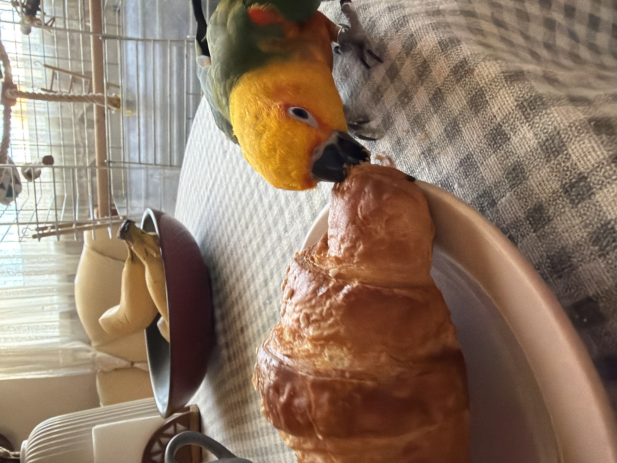 The image shows a green and yellow parrot perched on the edge of a light pink plate, eating a croissant. Next to the plate is a red bowl containing bananas. In the background, there's a birdcage. The location in the city of Khimki, Russia is not identifiable from the image.
