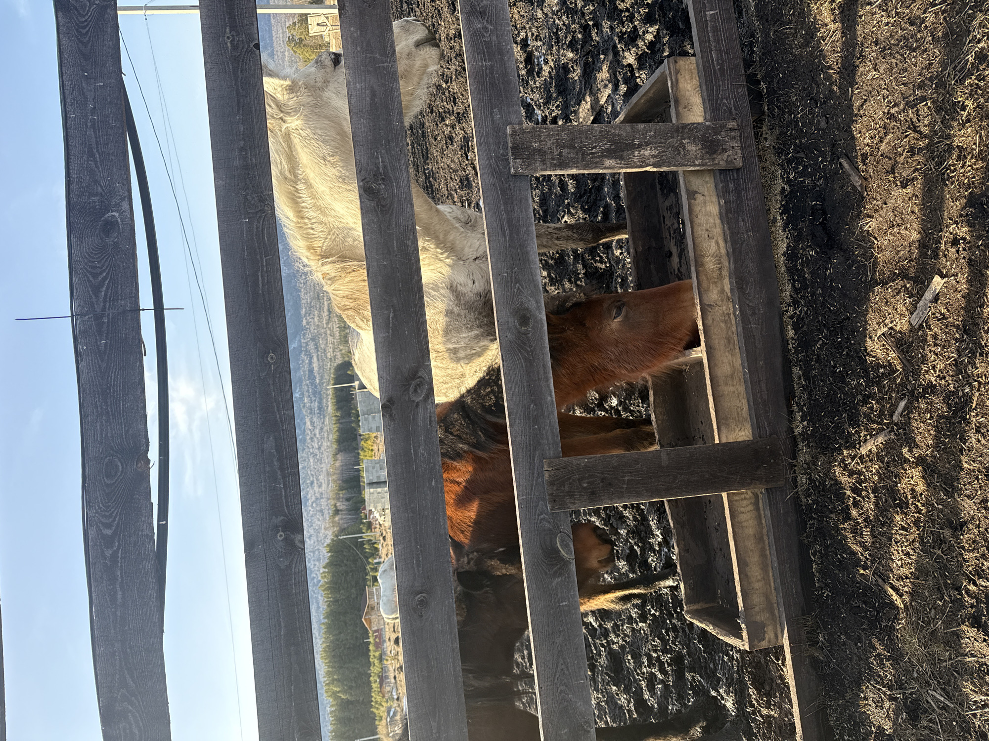 The image depicts an outdoor enclosure for horses in Tyulyuk, Russia, under clear, low-angle sunlight. Three horses are visible in the immediate enclosure, which features a heavily churned, muddy ground. A reddish-brown horse is positioned in the center, with its head lowered into a rectangular wooden feeder attached to a dark wooden fence. To its right, a light-colored, possibly off-white or cream, horse stands upright, partially obscured by the fence slats, with its head and upper body visible. A third dark-colored horse is partially visible to the far left. The wooden fence, constructed from dark, weathered planks, runs horizontally across the mid-ground, with a section of dry, dirt ground containing sparse vegetation and straw in the immediate foreground. In the background, beyond the enclosure, a dense line of coniferous trees is visible, followed by distant mountains under a light blue sky with minimal cloud cover. Utility poles and power lines traverse the background. Additional structures, including a wooden building with a red roof and stacks of concrete blocks, are present further back in the scene, and another white horse is visible in the distant field. Shadows indicate either early morning or late afternoon.