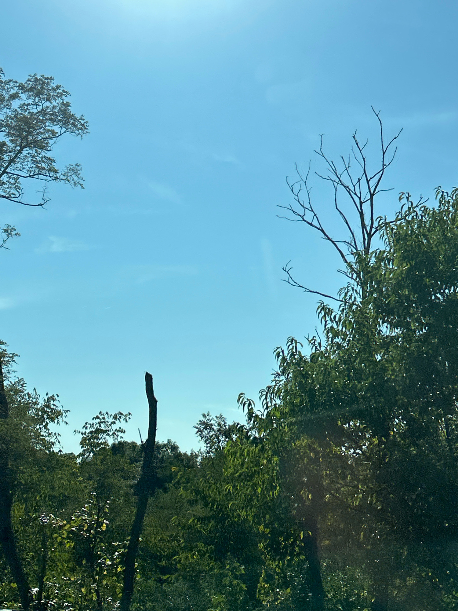 This image shows a bright, clear blue sky with a few wispy clouds. The sky is the dominant feature, taking up most of the frame. In the foreground, there is a dense forest canopy with various trees. Some trees are lush and green, while others appear bare and skeletal, particularly a dead tree trunk in the center of the image with broken branches reaching upwards. The lighting suggests it is daytime, likely sunny. The scene is natural and appears to be an outdoor environment. There are no people or man-made structures visible in the image. The image is a photographic capture of a natural landscape.