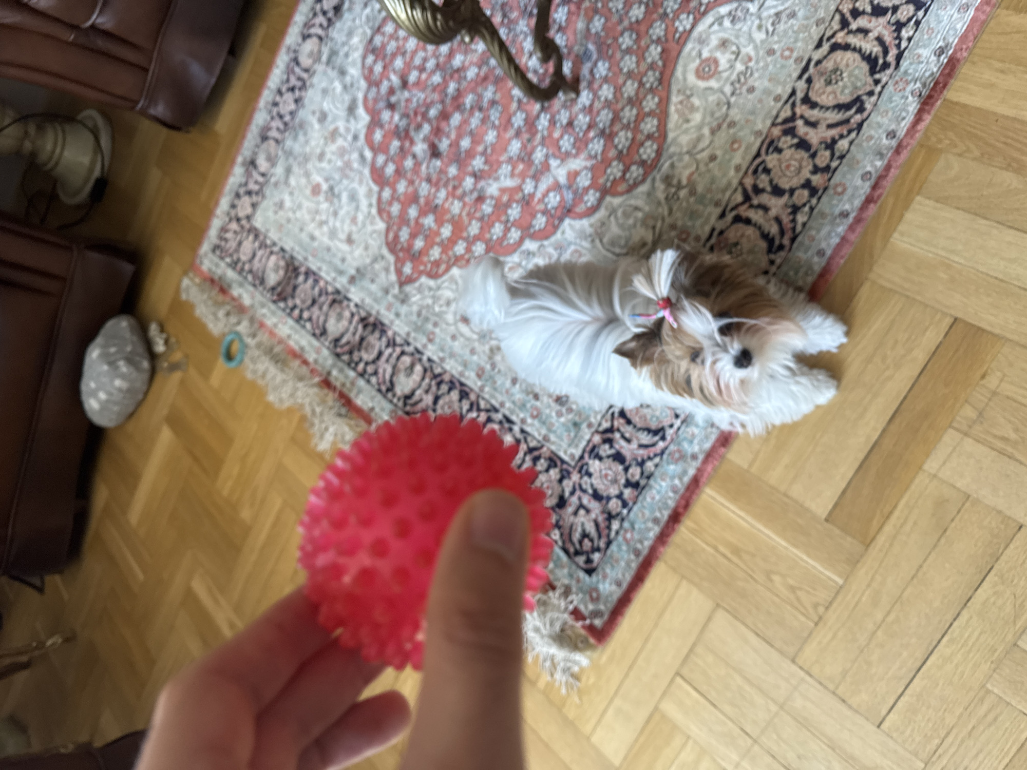 A high-angle, indoor shot depicts a scene on a wooden herringbone-patterned floor in what could be a home in Plovdiv, Bulgaria, but this is difficult to verify with certainty. A hand holding a red, spiky ball is in the foreground and out of focus. Behind the hand and slightly to the right, there is a cream-colored patterned rug with pink and grey accents. A small, white and brown dog with a pink bow in its hair sits on the rug and is looking toward the camera. A brown leather couch is visible in the background on the left, along with a floor lamp and a grey object on the floor. There is an ornate, gold colored object on the rug as well. The action appears to be someone about to play with the dog.