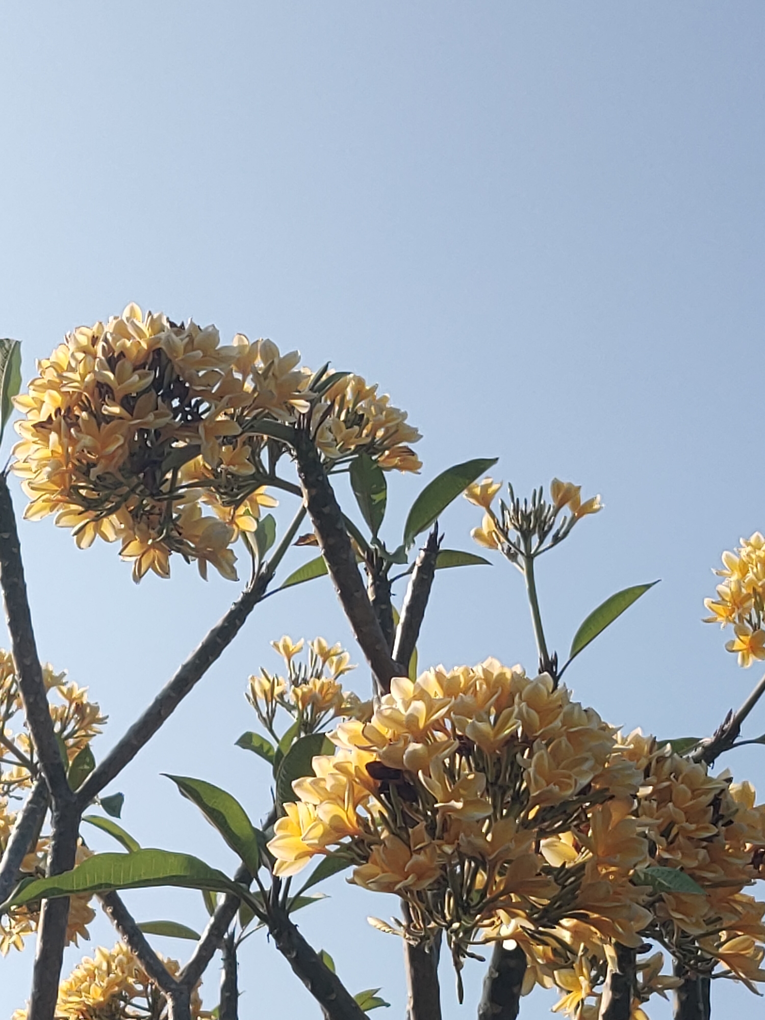 The image shows a cluster of light yellow frangipani flowers against a clear, bright blue sky. The flowers are in full bloom, with many delicate petals clustered together on sturdy branches. Some green leaves are visible interspersed among the blossoms, adding a touch of contrast. The frangipani tree appears to be outdoors, with its branches reaching upwards towards the sky. The lighting suggests it is daytime, with the sun illuminating the flowers from behind, creating a soft glow and highlighting the translucent quality of the petals. The overall impression is one of natural beauty and tranquility. This scene is located in the village of Mluweh, Indonesia.