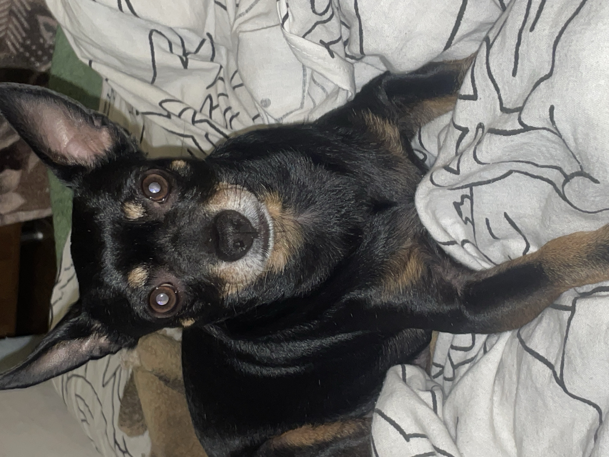 A black and tan Miniature Pinscher dog is lying on a white and black patterned blanket. The dog is facing the camera with its head tilted slightly to the right. Its eyes are open and appear to have a slight reflection in them. The dog's ears are large and pointed. The blanket is wrinkled and appears to be on a bed. A brown stuffed animal is visible behind the dog's left ear. The image is well-lit, and the dog is in sharp focus. The scene appears to be indoors, possibly in a bedroom, in Trudobelikovskiy, Russia.