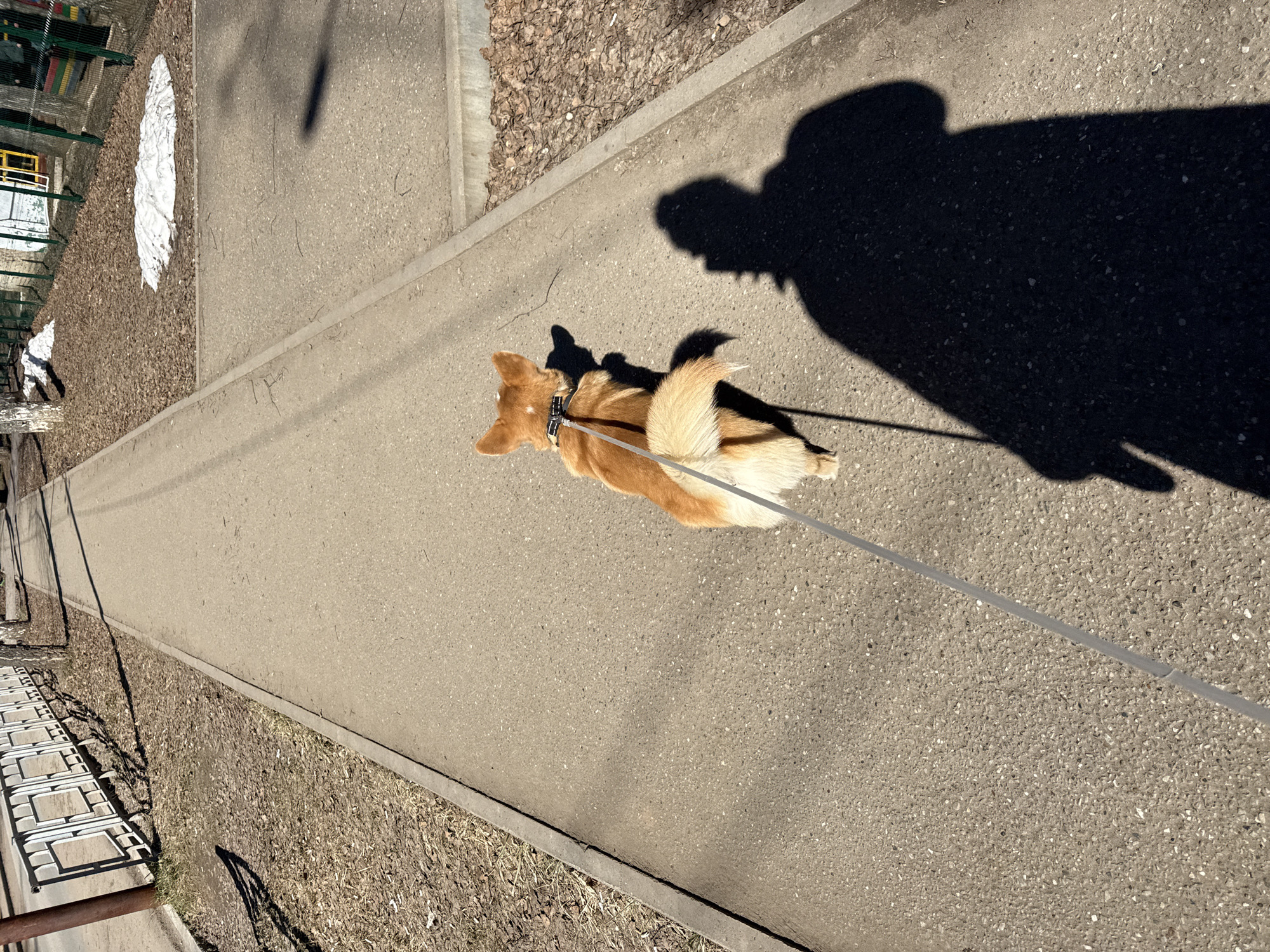 The image shows a medium-sized, light-brown dog with a bushy tail walking on a concrete sidewalk. The dog is on a leash that is held by a person whose shadow is cast on the ground next to the dog. The sidewalk is next to an area covered with brown leaves and some green grass. In the background on the left is a playground area, and there are patches of snow. The location is likely in Votkinsk, Russia.