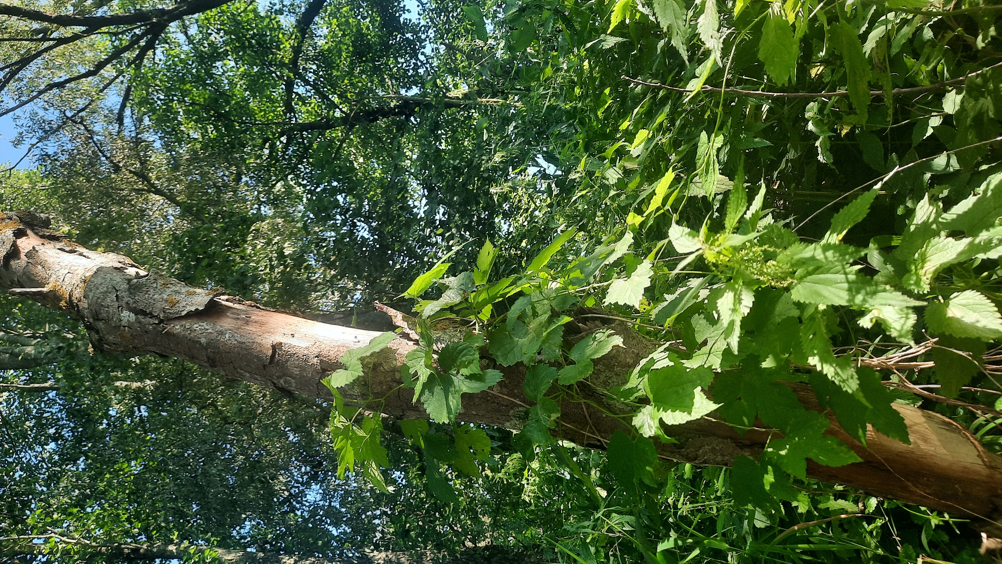 The image shows a close-up of a thick tree trunk in a forest setting. Green vines with large, lobed leaves are growing up and around the trunk. In the background, a dense canopy of green trees is visible against a bright blue sky. Sunlight filters through the leaves, creating dappled patterns of light and shadow. The overall scene is one of lush, natural growth. There are no people or animals present. This image appears to be taken in a wooded area, possibly a park or a nature reserve, located in the city of Shklov, Belarus.