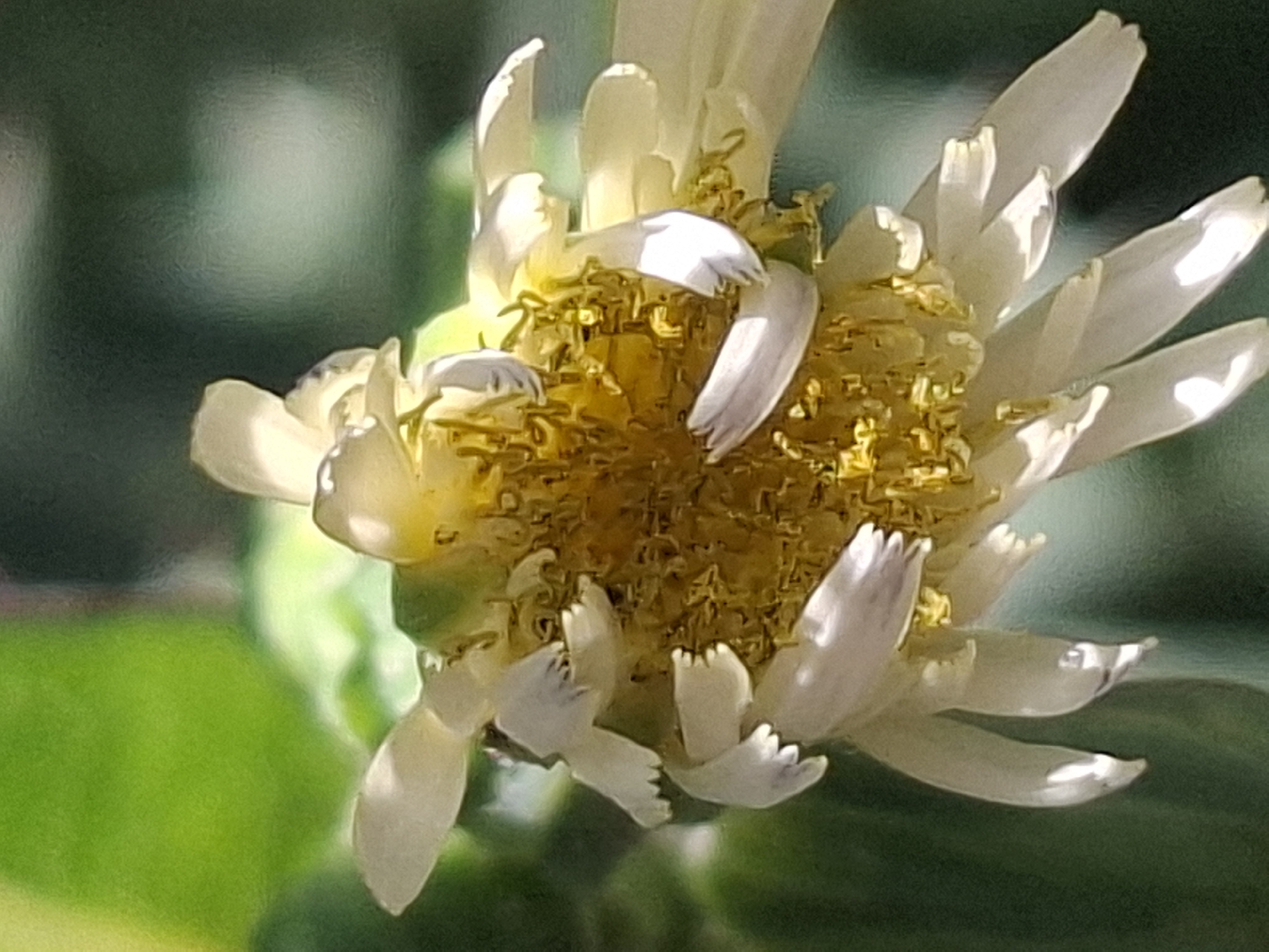 The image is a close-up, macro photograph of a white daisy-like flower with a yellow center. The flower is partially wilted, with its white petals bent and curled. The yellow center is dense with many small florets, some of which are shedding. The background is softly blurred, with patches of green and dark green suggesting foliage or an out-of-focus natural setting. The lighting appears to be natural, with highlights on the petals and the yellow center, indicating a sunny day. No specific location in Almaty, Kazakhstan, can be identified from the image.