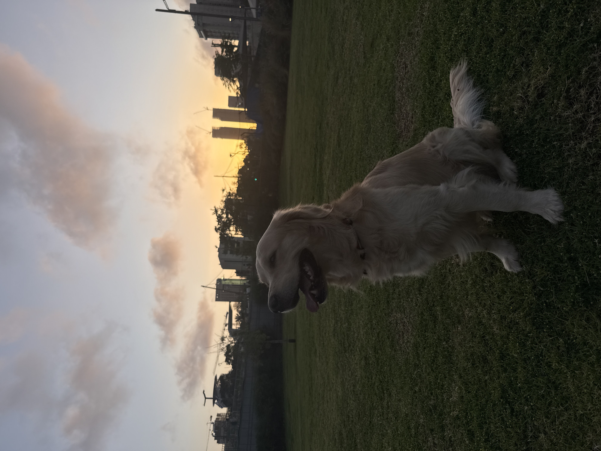 A medium shot shows a golden retriever standing on green grass, panting with its tongue out. The dog is facing left. In the background, the sky is a gradient of light blue to yellow-orange, indicating sunset or sunrise. Silhouetted buildings, some under construction with visible cranes, are present. This image likely depicts a park in Tel Aviv, Israel, considering the architectural style of the buildings. There is no other subject or people depicted in the image.