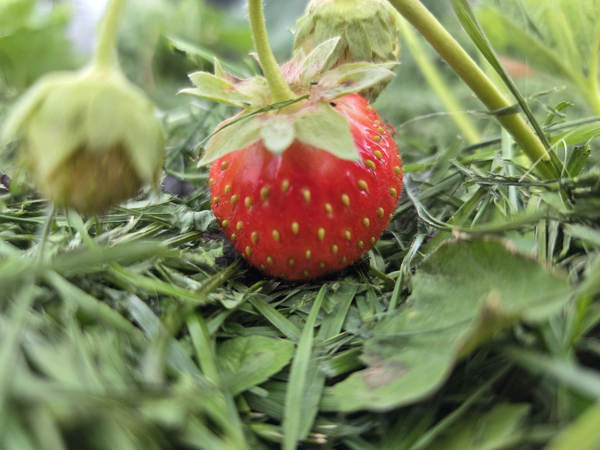 The image shows a close-up view of a ripe strawberry surrounded by green grass. The strawberry is bright red with small yellow seeds visible on its surface. It is attached to a green stem, and appears to be growing in a garden. The background is blurred, with more greenery and a hint of a strawberry bud to the left. The scene is outdoors and appears to be in a natural setting. There are no people or animals visible in the image. The image appears to be taken at ground level, looking up at the strawberry. This image is not taken in Frolovo, Russia.