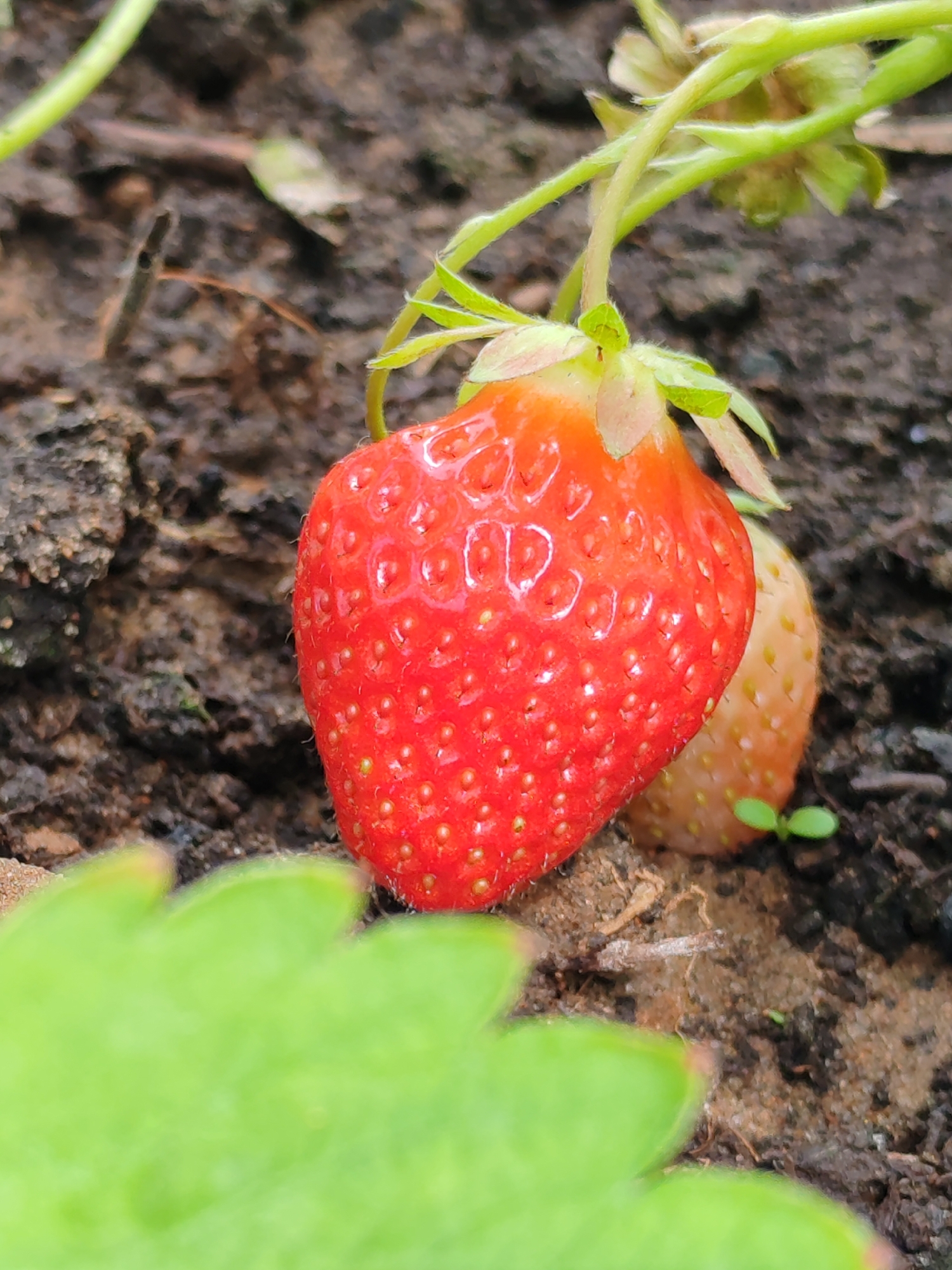 A close-up, eye-level shot captures a vibrant red strawberry growing in dark soil. The ripe strawberry is the primary focus, positioned slightly right of center, showcasing its textured surface with visible achenes (seeds) and a green calyx. Its stem extends upwards and to the left. Behind the main fruit, a second, less ripe strawberry, with a paler, yellowish-orange hue, is partially visible, resting on the soil. The background consists of dark, moist soil, indicating an outdoor setting, likely a garden or field in Chaikovsky, Russia. A blurred green leaf occupies the bottom left corner, adding to the natural ambiance. The image uses a shallow depth of field, rendering the foreground leaf and background soil soft and out of focus, while the strawberries remain sharp. Natural daylight illuminates the scene, highlighting the fresh, growing fruit. There is no visible text.