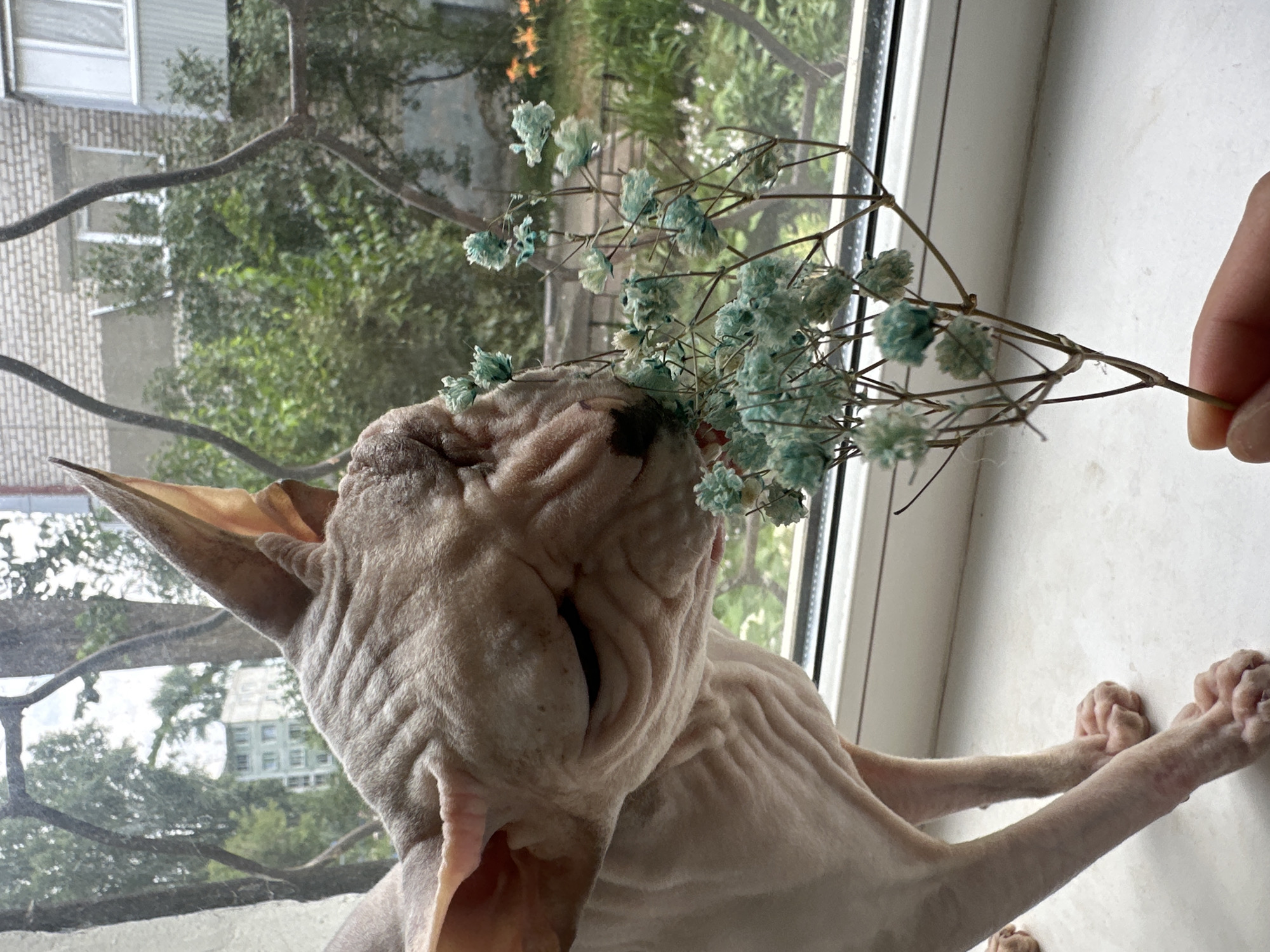 A close-up, eye-level shot captures a hairless Sphynx cat sniffing a dried branch of tiny, teal-colored flowers. The cat's wrinkled skin is a pale pink, and its eyes are closed in apparent contentment. The background is out of focus, but appears to be an urban outdoor setting, likely Togliatti, Russia, with a brick building and green trees visible through a barred window. The cat stands on a white windowsill, with a hand holding the flower stem visible in the lower right corner. The overall lighting is soft and natural.