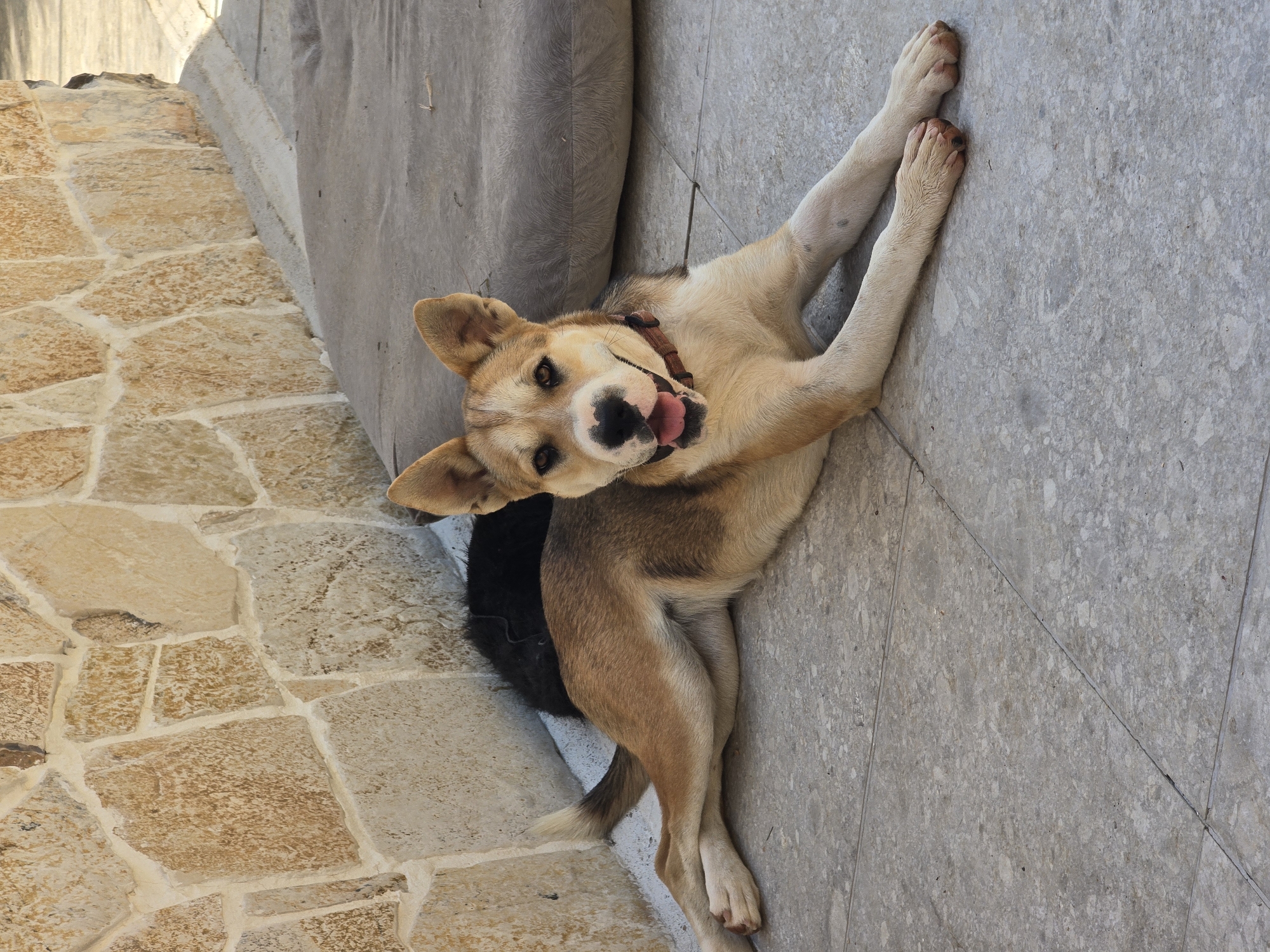 A tan and white mixed-breed dog is lying on a tiled patio in front of a textured stone wall in Podgorica, Montenegro. The dog is facing the camera with its mouth open and tongue slightly out, appearing relaxed. A black object, possibly another animal or a blanket, is visible behind the dog's hindquarters. To the right of the dog, a large, dark gray cushion is placed on the patio. The environment suggests an outdoor space, likely a courtyard or backyard, with sunlight casting shadows. The stone wall is made of irregularly shaped, light brown and beige stones with white grout. The patio tiles are a light gray color with a slightly mottled pattern.