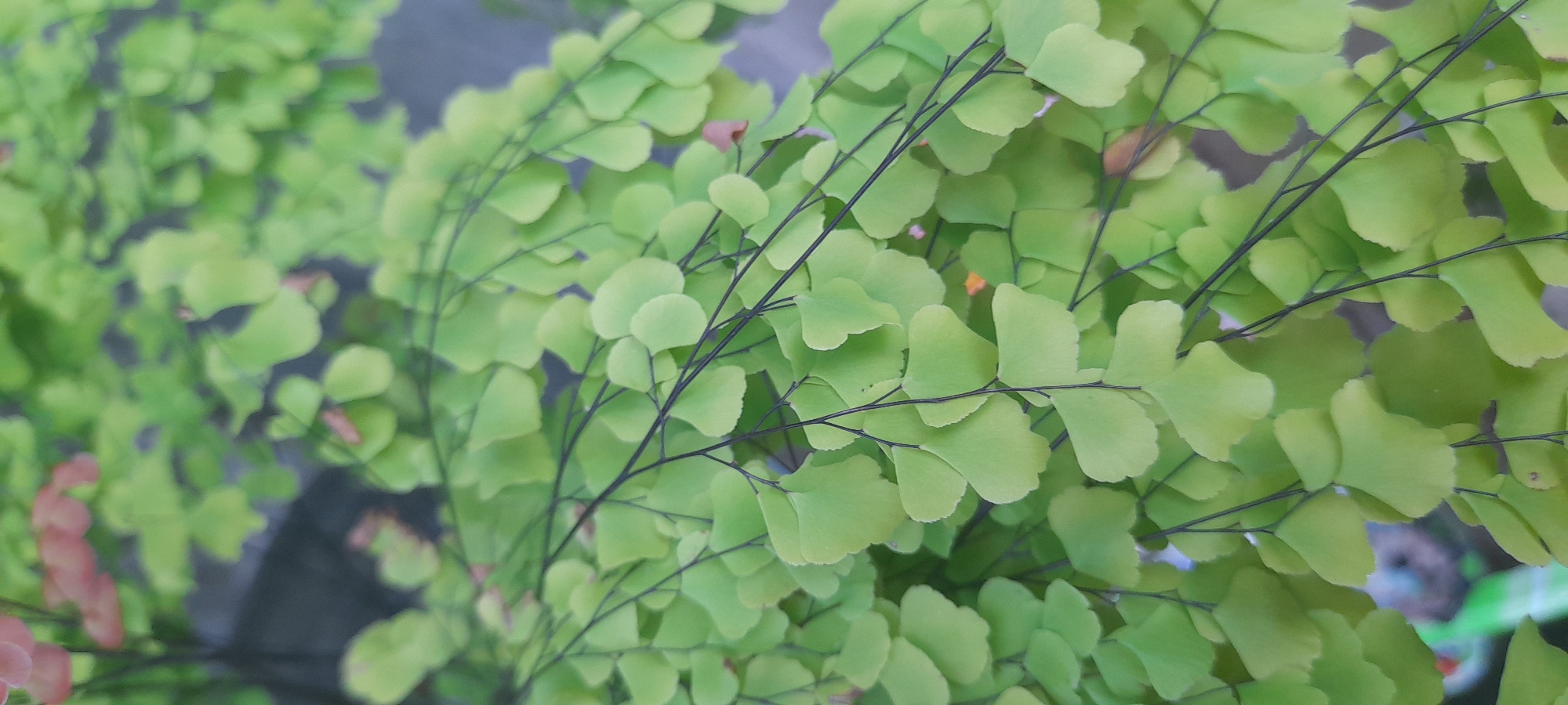 The image shows a close-up of a maidenhair fern (Adiantum). The plant features delicate, light green, fan-shaped leaflets attached to thin, wiry black stems. The plant appears healthy, with many leaves densely packed together. The backdrop is slightly blurred, hinting at more of the plant or its surroundings, but without providing specific details. The location in Buketteukuh, Indonesia, is not directly discernible from the image itself, requiring additional context to confirm.