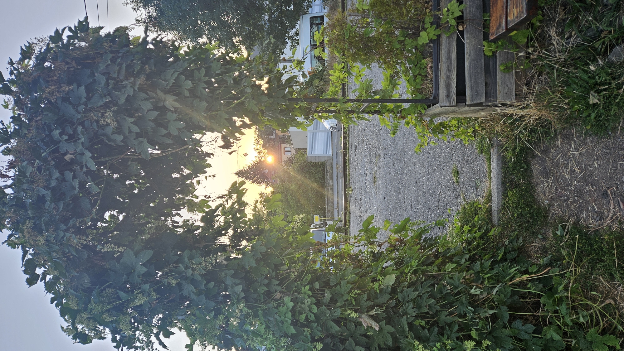 The image shows a leafy green archway, likely made of hops, framing a sunset view in Prešov, Slovakia. Through the arch, the sun is setting behind trees and buildings, casting warm light and lens flare. In the middle ground, a paved area is visible with parked vehicles, including a white van and a silver car. A wooden planter box with greenery is on the right side of the arch. The foreground consists of a dirt path and grass. The overall scene depicts an outdoor setting at dusk.