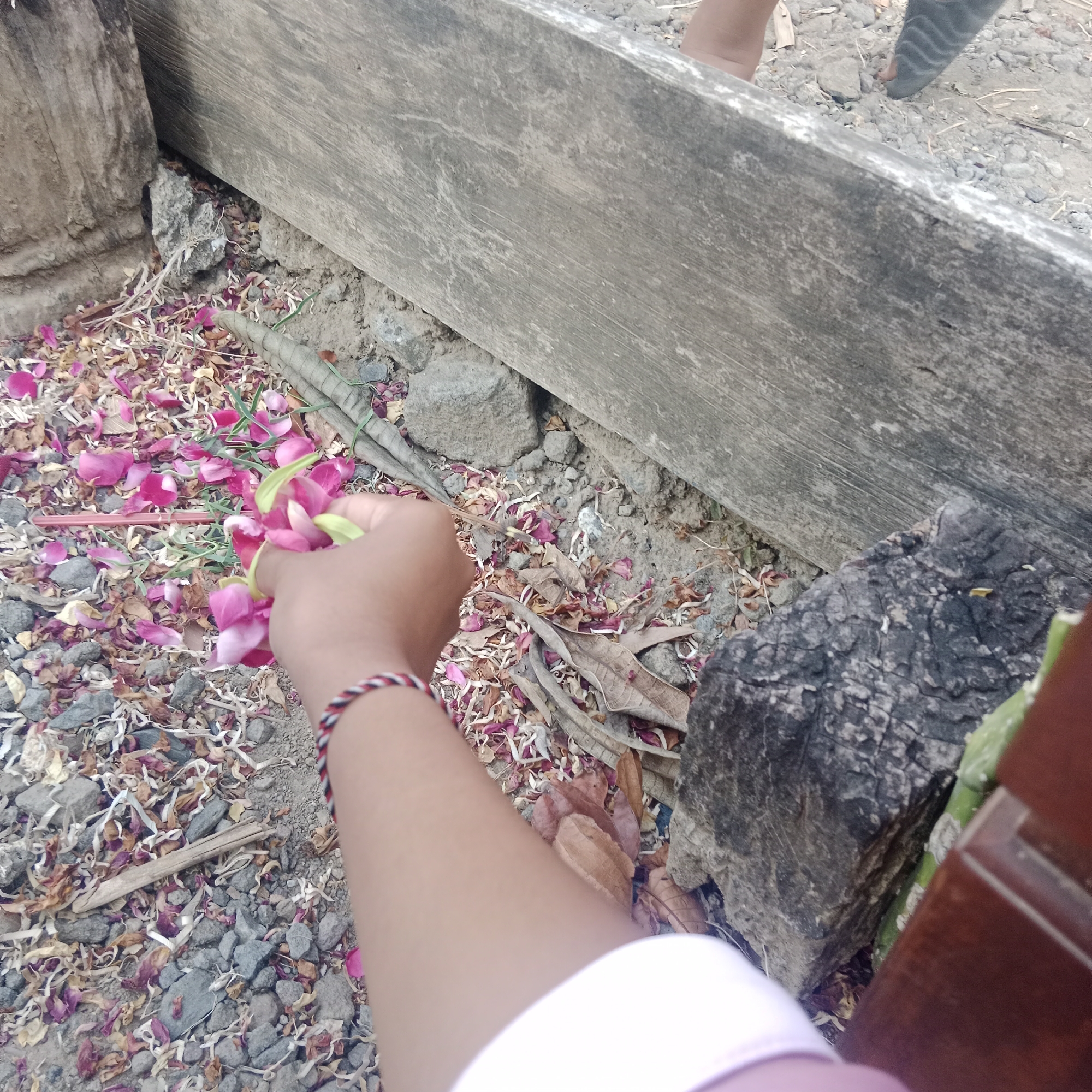 The image depicts a close-up view of a person's hand holding a small bouquet of pink flowers, with green stems. The flowers are composed of multiple petals, some of which are still vibrant pink while others appear wilted and dried, mixed with other dried leaves and petals on the ground. The ground itself is covered in small gray stones, dirt, and debris, suggesting an outdoor setting. In the background, there are rough-hewn wooden planks and a large, weathered rock. The person's arm is visible, adorned with a bracelet featuring red, black, and white threads. The scene suggests a ritualistic offering or a moment of quiet contemplation in a somewhat neglected outdoor area, possibly a garden or a yard in Tegowanu Kulon, Indonesia.